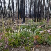 Review photo of Olallie Meadow Campground by Eric H., August 9, 2023