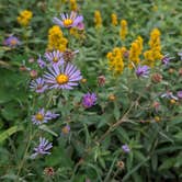 Review photo of Olallie Meadow Campground by Eric H., August 9, 2023