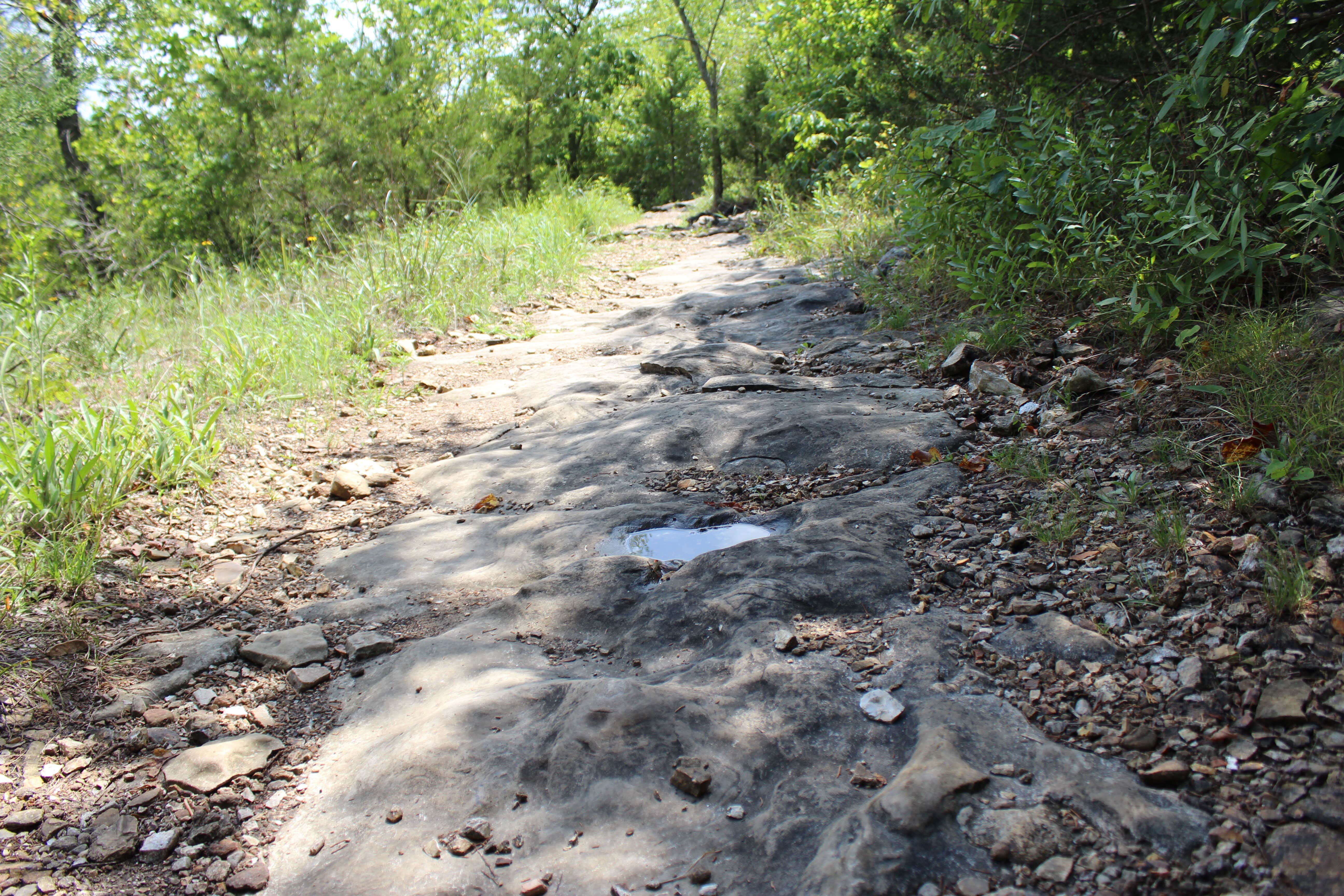 Camper submitted image from Meeman-Shelby Forest State Park - 3