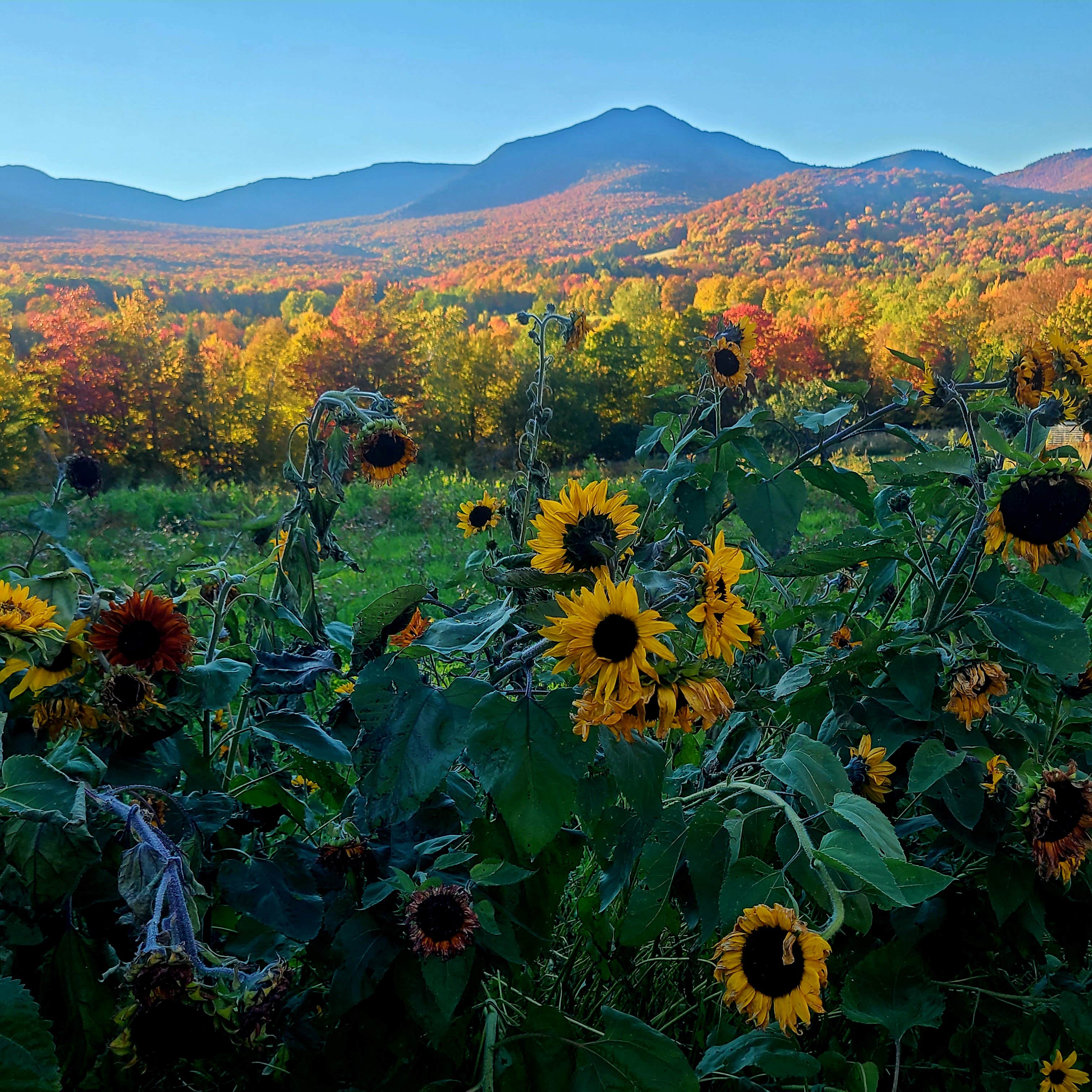 Camper-submitted photo at Singing Wood Farm near Barre, VT