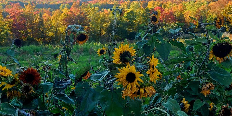 Camper submitted image from Singing Wood Farm