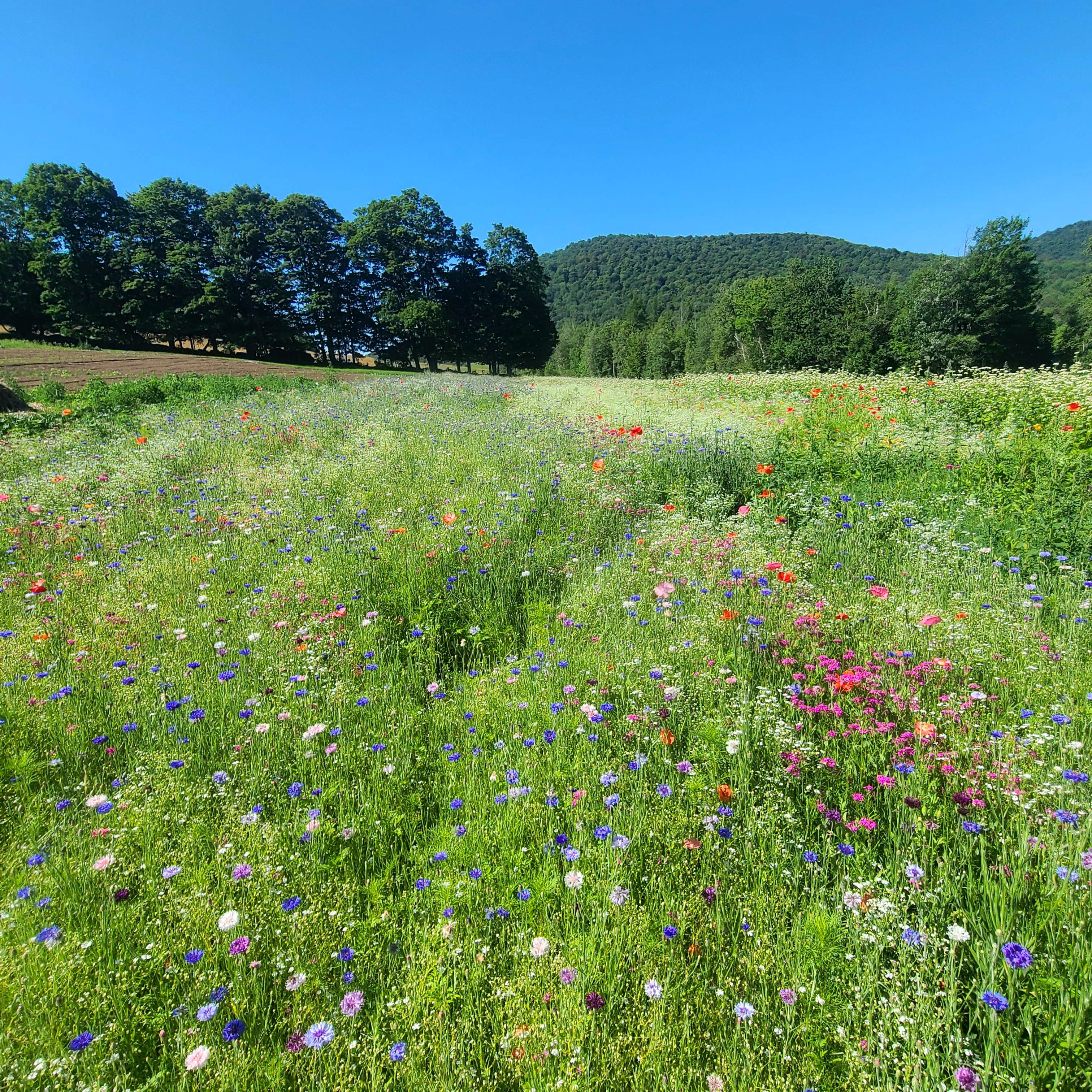 Camper-submitted photo at Singing Wood Farm near Barre, VT