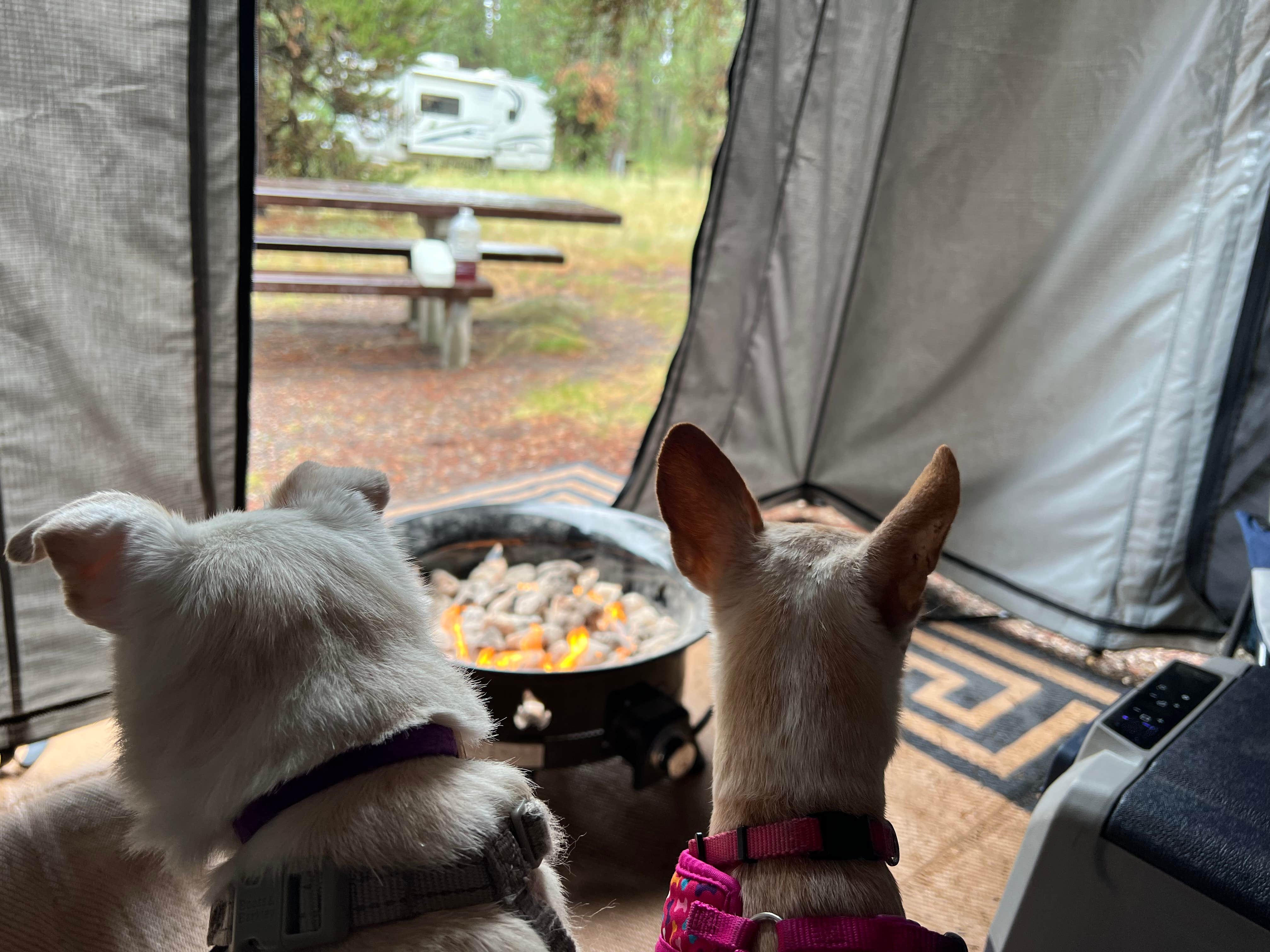 leanne G.'s photo of camping with pets at Bakers Hole Campground near West Yellowstone, MT