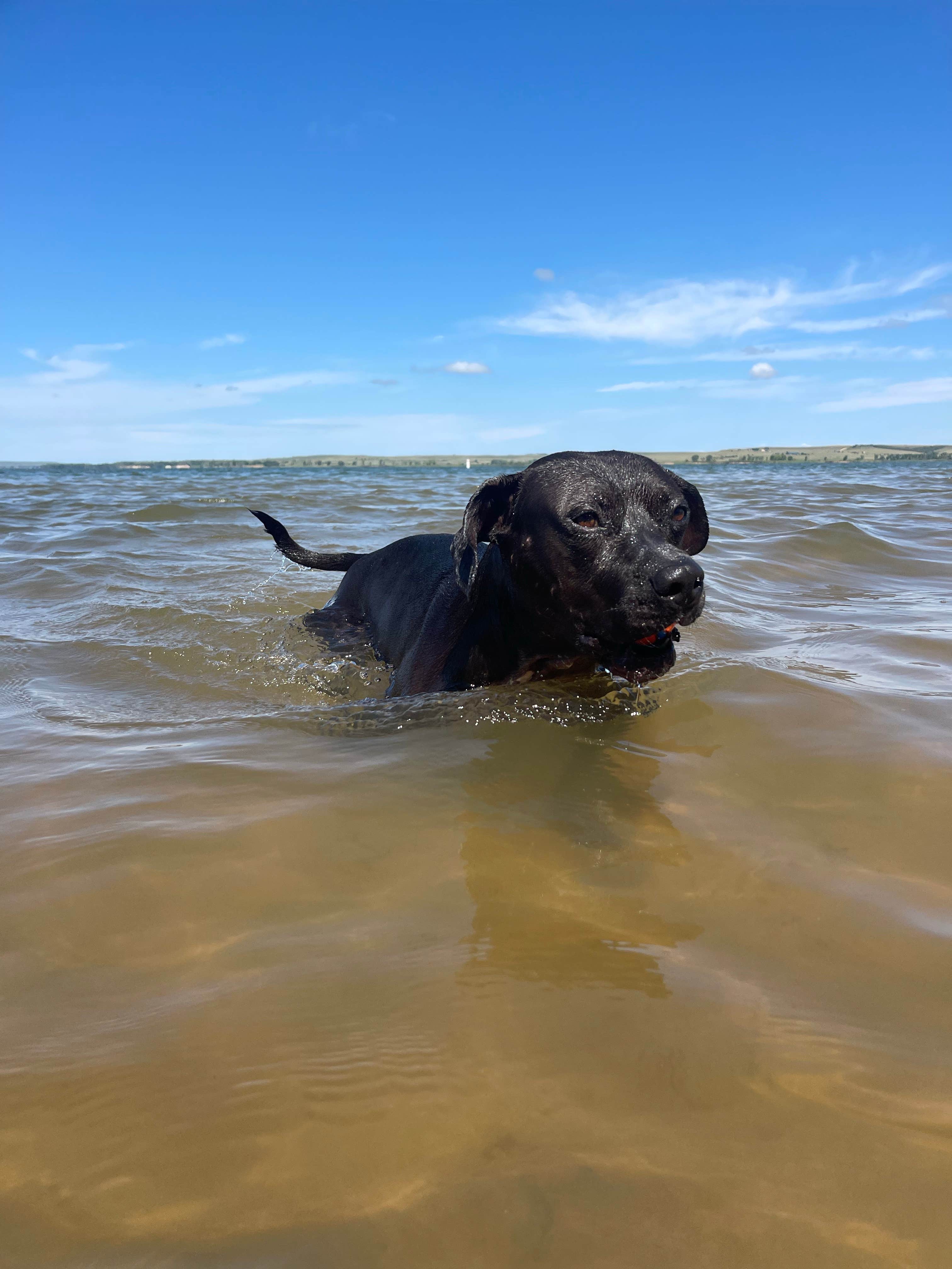 Alex D.'s photo of camping with pets at Minooka Park near Brookville, KS