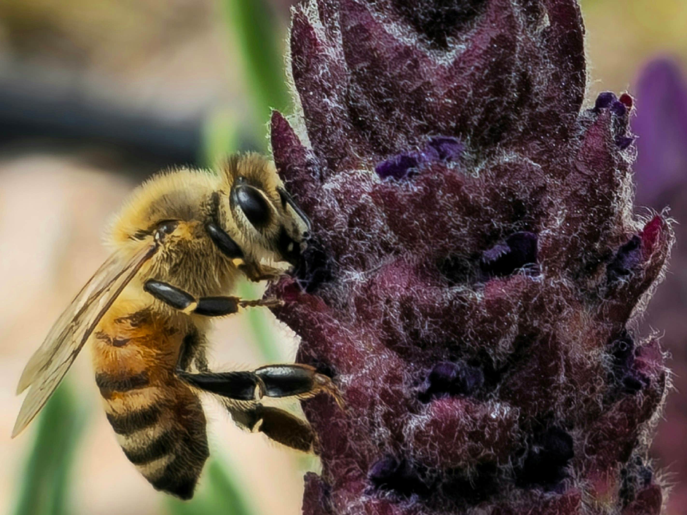 Camper-submitted photo at Southern Grace Lavender Farm near Ebro, FL