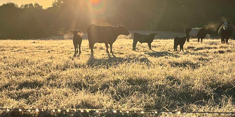 Camper submitted image from Morning View Farms