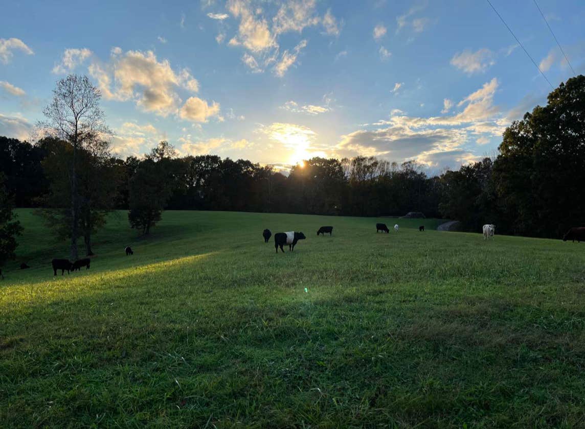 Carrie T.'s photo of camping with pets at Morning View Farms near Lafayette, TN