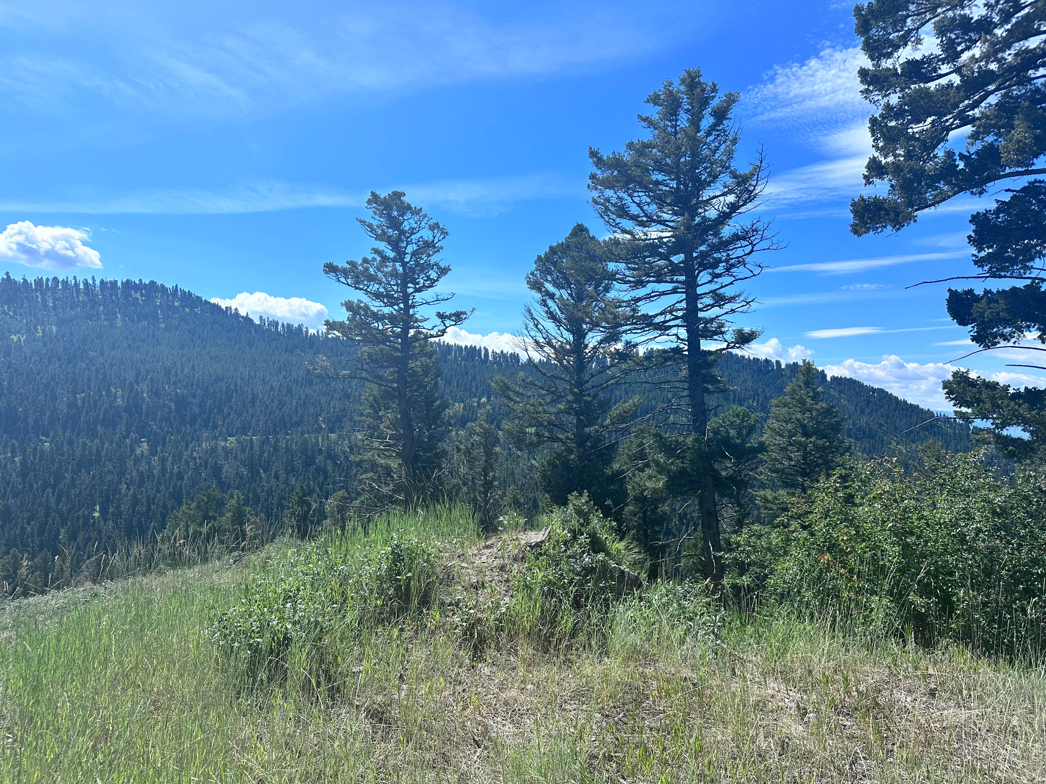 Olson Creek Dispersed Camping | Bozeman, MT