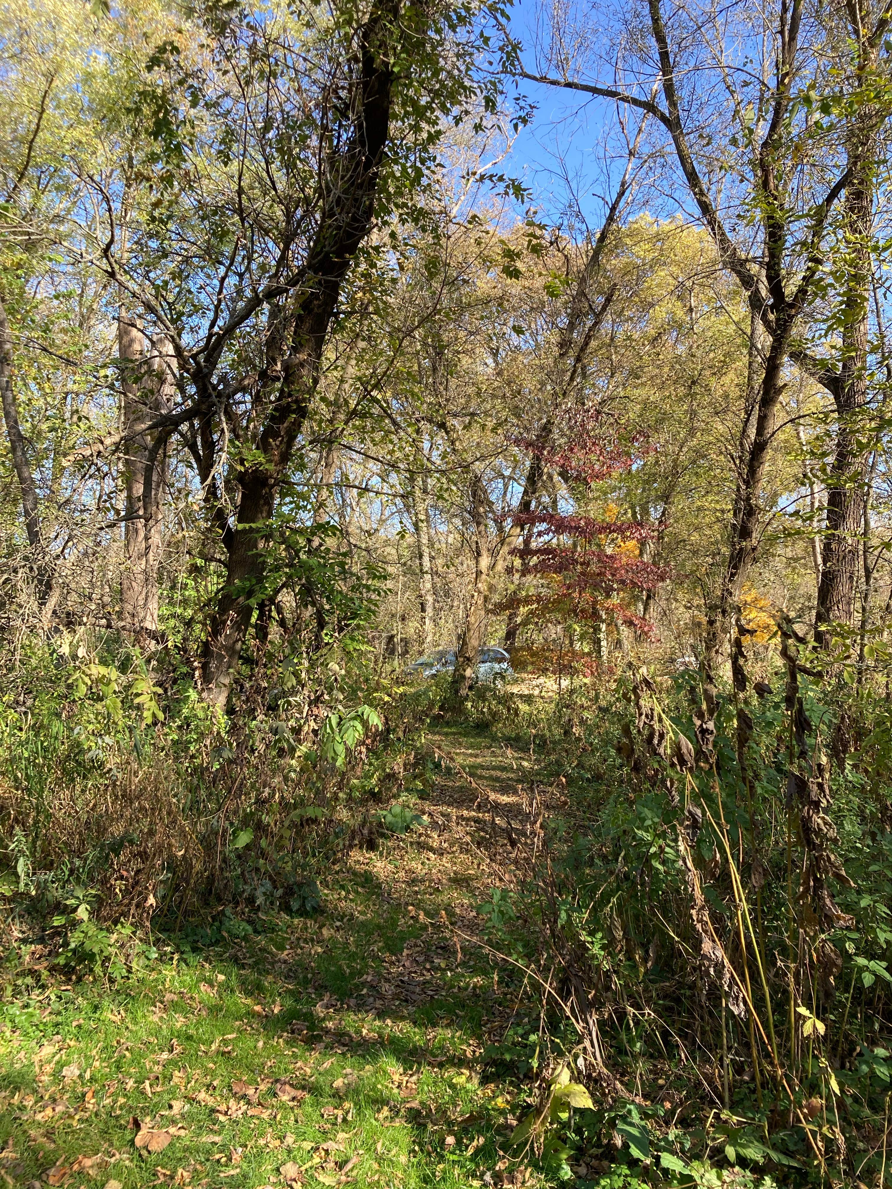 Camper submitted image from Gooseberry Glen Cart-in Campground — Whitewater State Park - 4