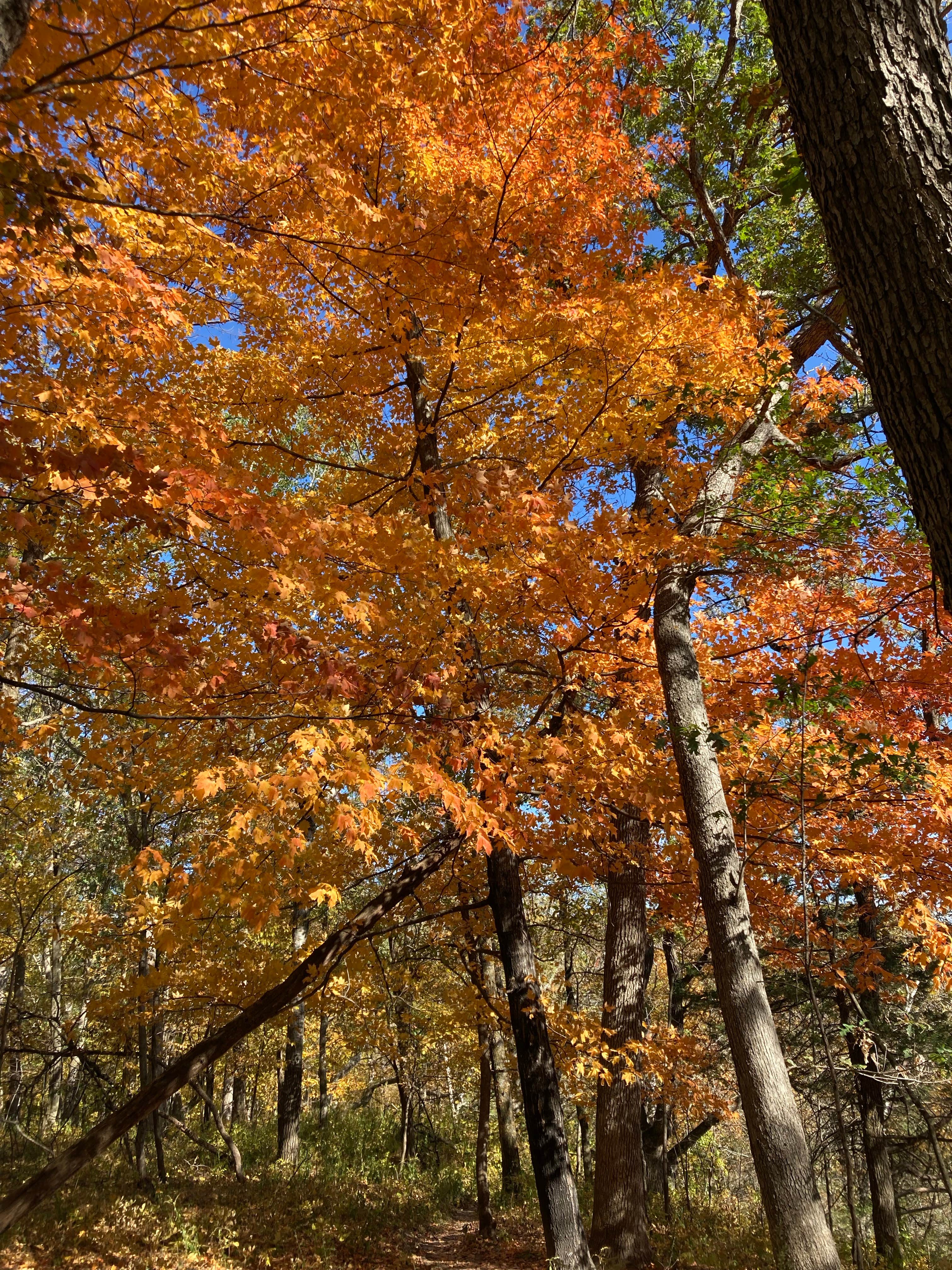 Camper-submitted photo at Gooseberry Glen Cart-in Campground — Whitewater State Park near Elba, MN