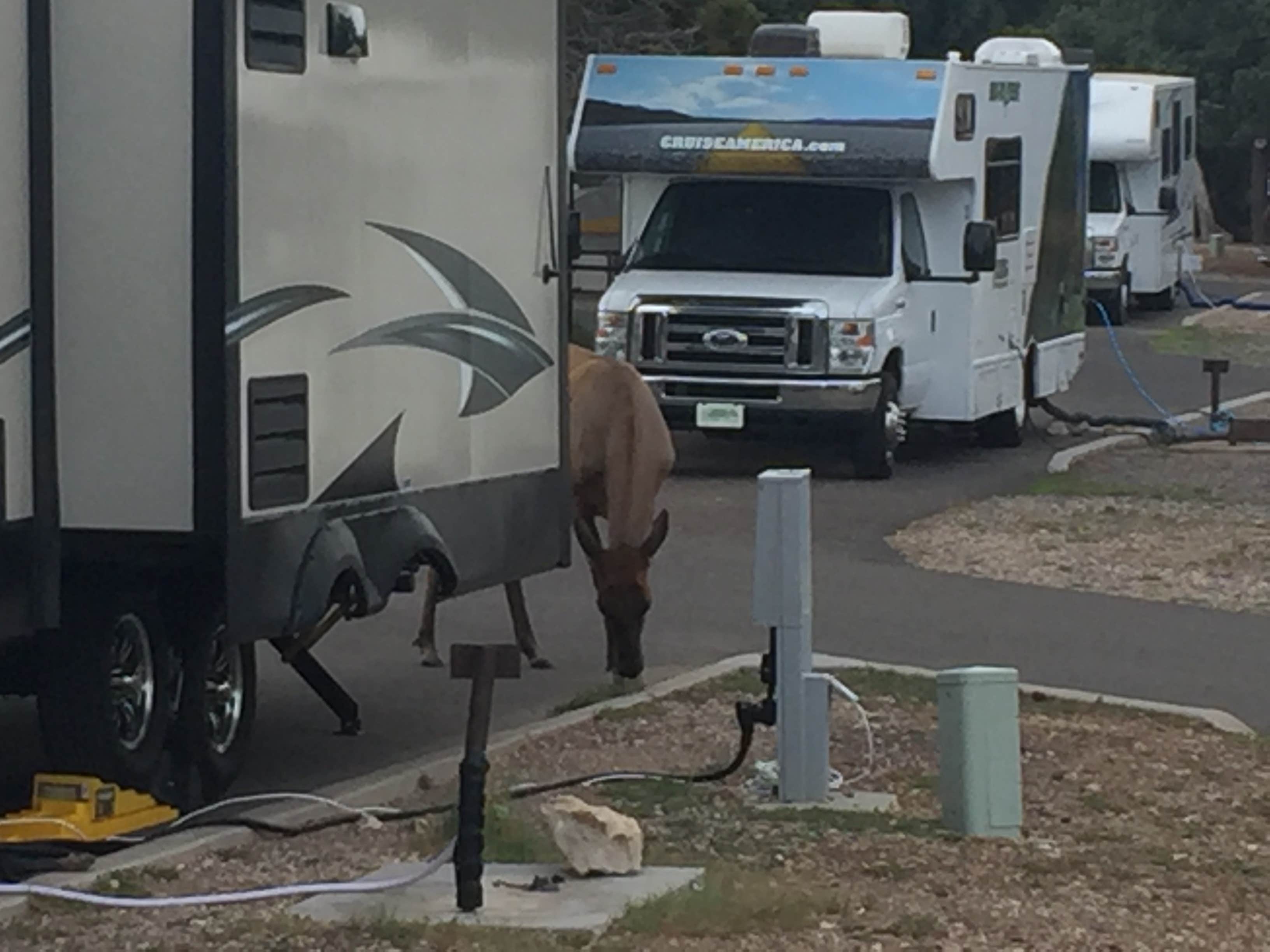 Camper submitted image from Trailer Village RV Park — Grand Canyon National Park - 3