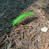 Review photo of Van Duzen County Park - Pamplin Grove by Queeriam A., August 11, 2023