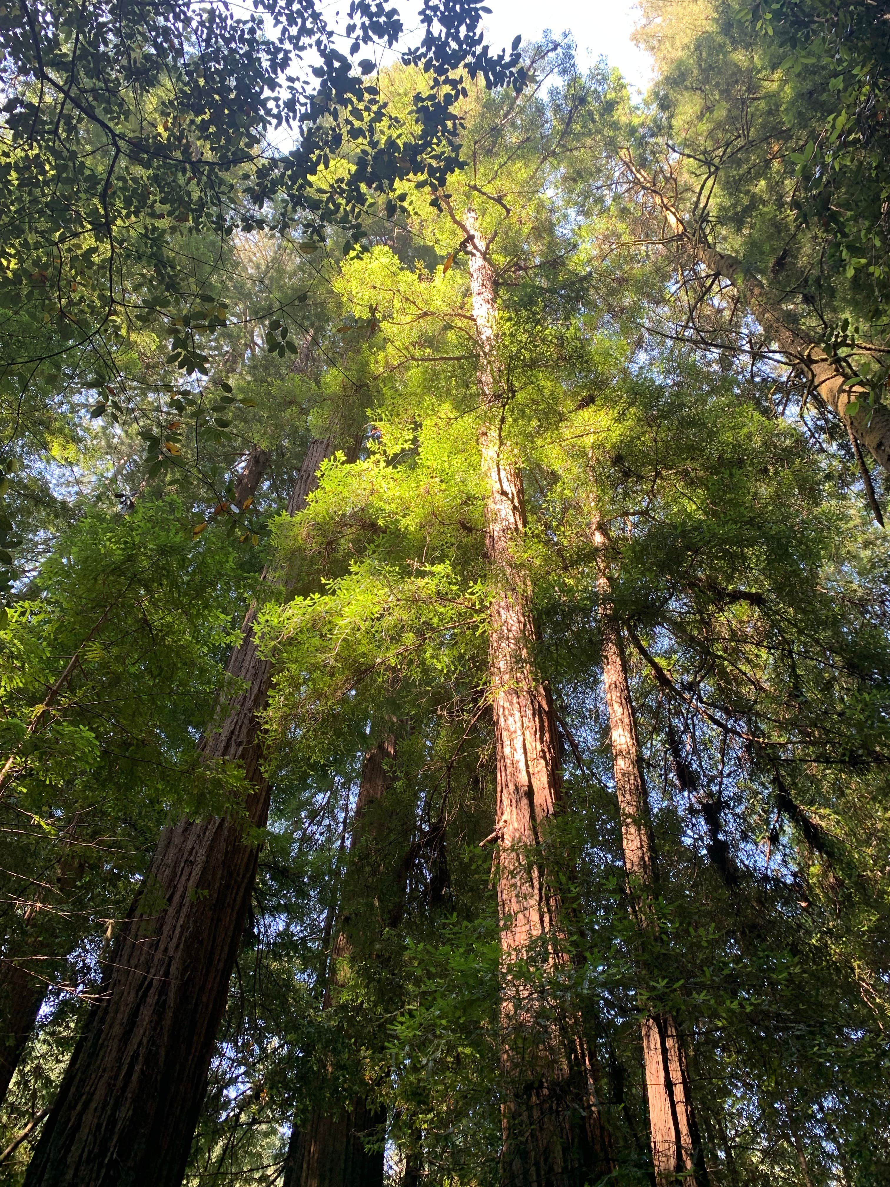Camper-submitted photo at Van Duzen County Park - Pamplin Grove near Bridgeville, CA