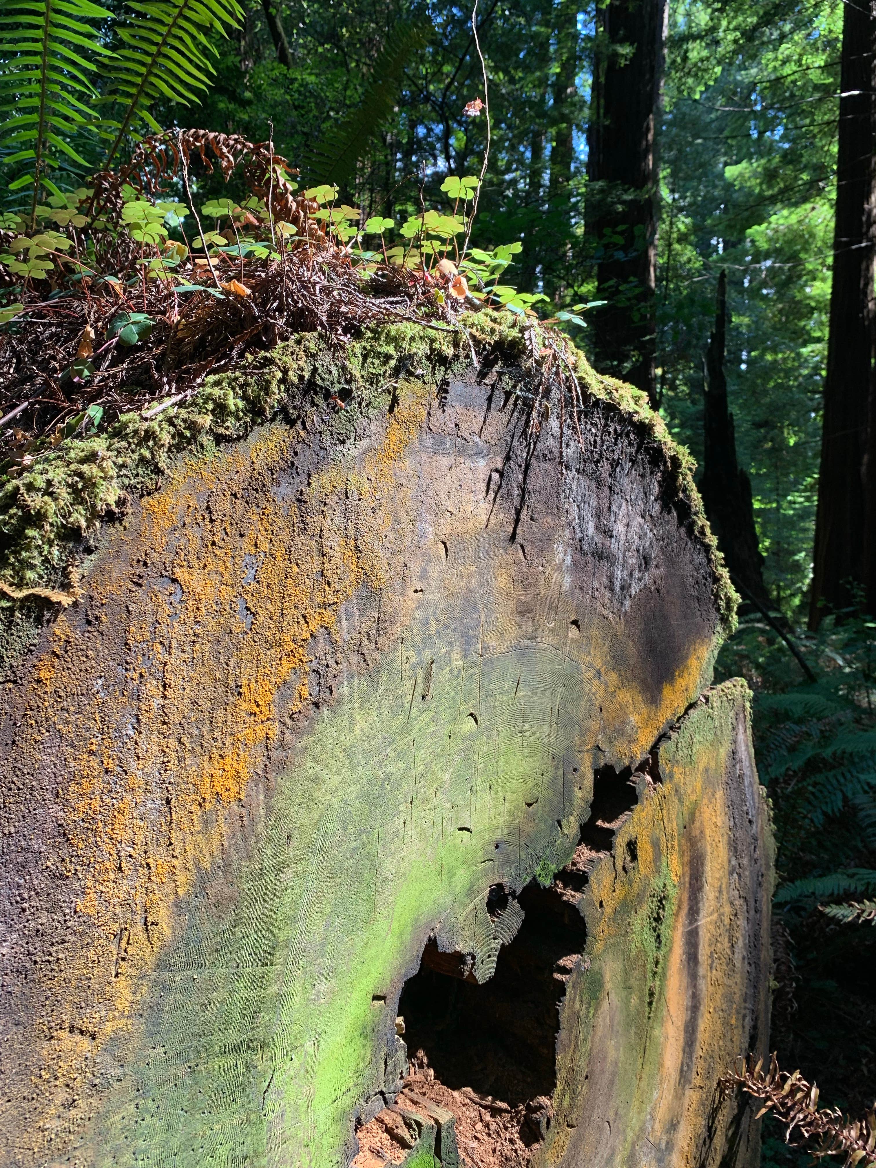 Camper-submitted photo at Van Duzen County Park - Pamplin Grove near Bridgeville, CA
