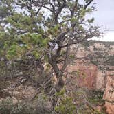 Review photo of Saddle Mountain (Kaibab NF) by jamieson W., August 11, 2023