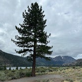 Review photo of Inyo National Forest Oh Ridge Campground by Alexa B., August 11, 2023