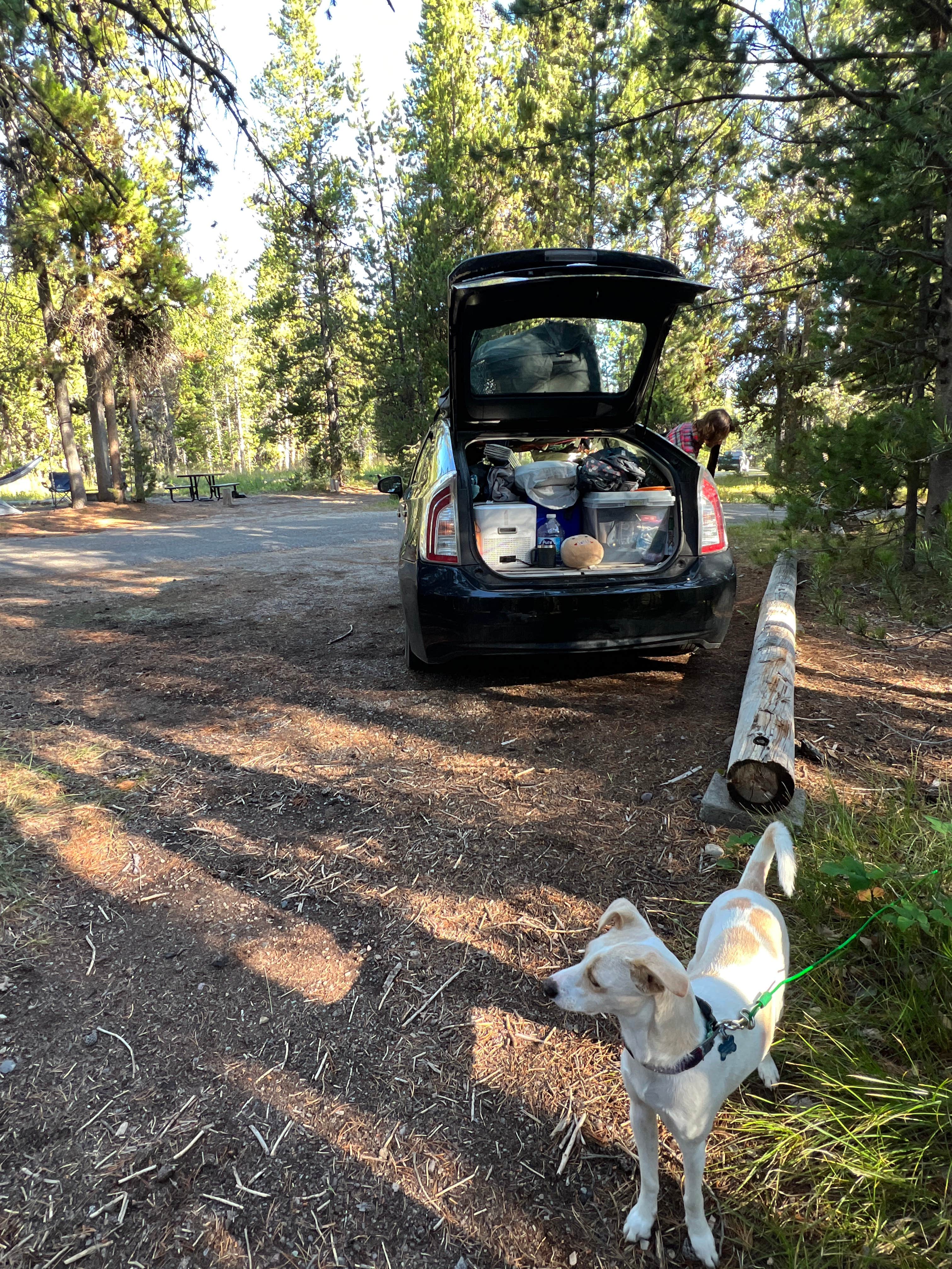Randall K.'s photo of camping with pets at Colter Bay Tent Village at Colter Bay Village — Grand Teton National Park near Grand Teton National Park