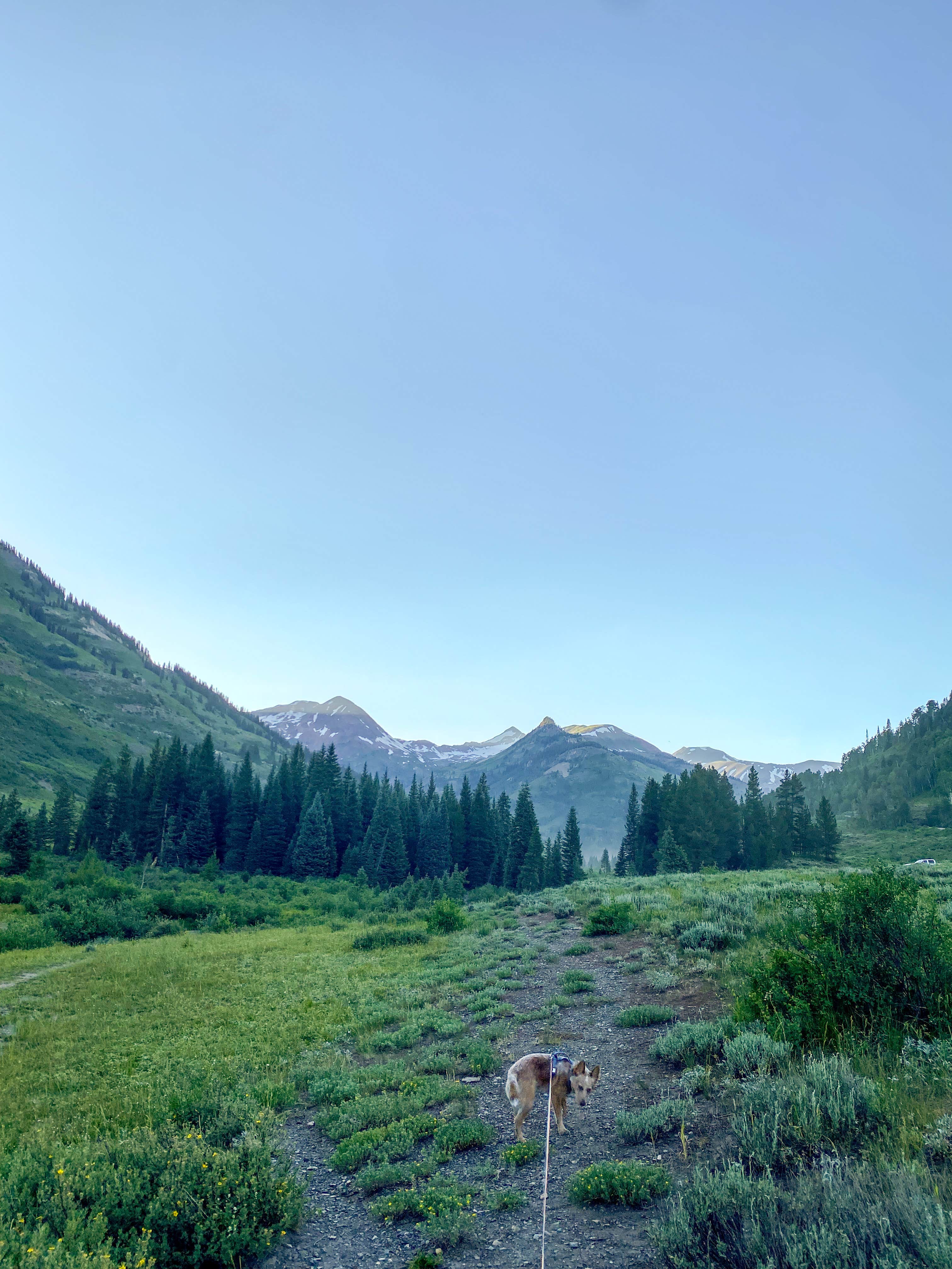 Stephanie B.'s photo of camping with pets at Washington Gulch Dispersed Camping - PERMANENTLY CLOSED near Aspen, CO