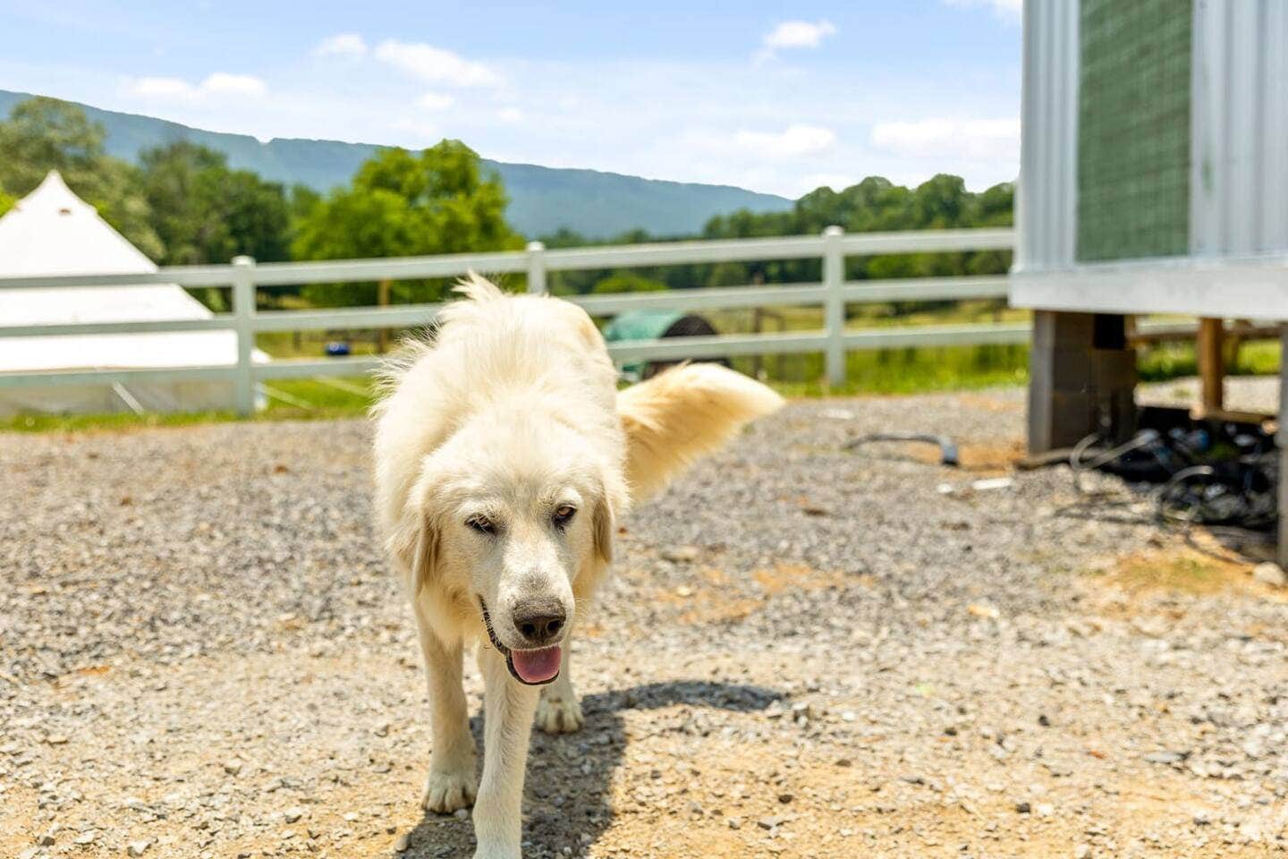 Joseph R.'s photo of camping with pets at Quail Run Farm near Apison, TN