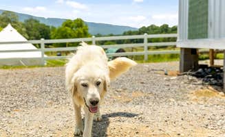 Joseph R.'s photo of camping with pets at Quail Run Farm near Whiteside, TN