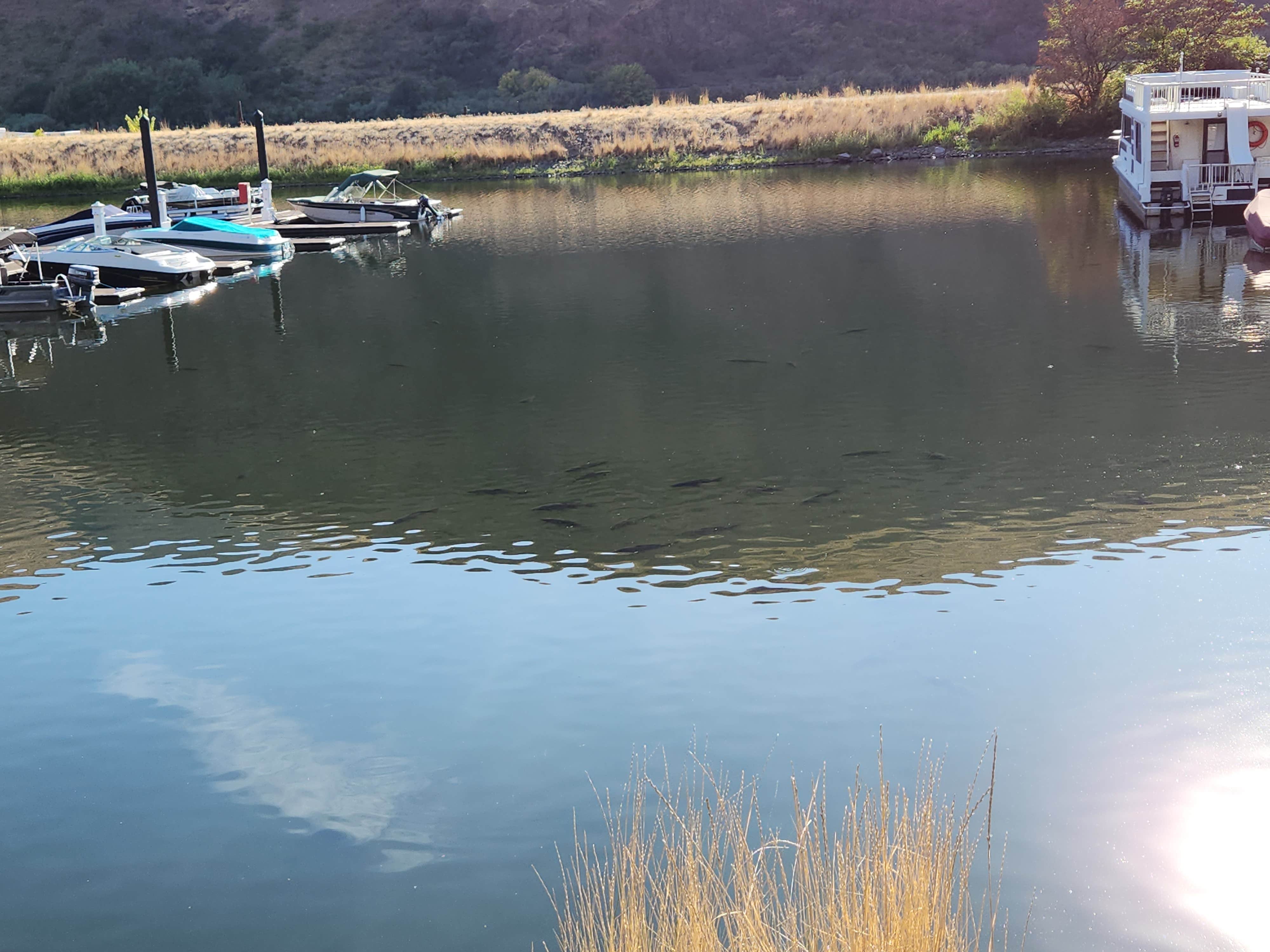 Camper-submitted photo at Boyer Park & Marina KOA near Steptoe, WA