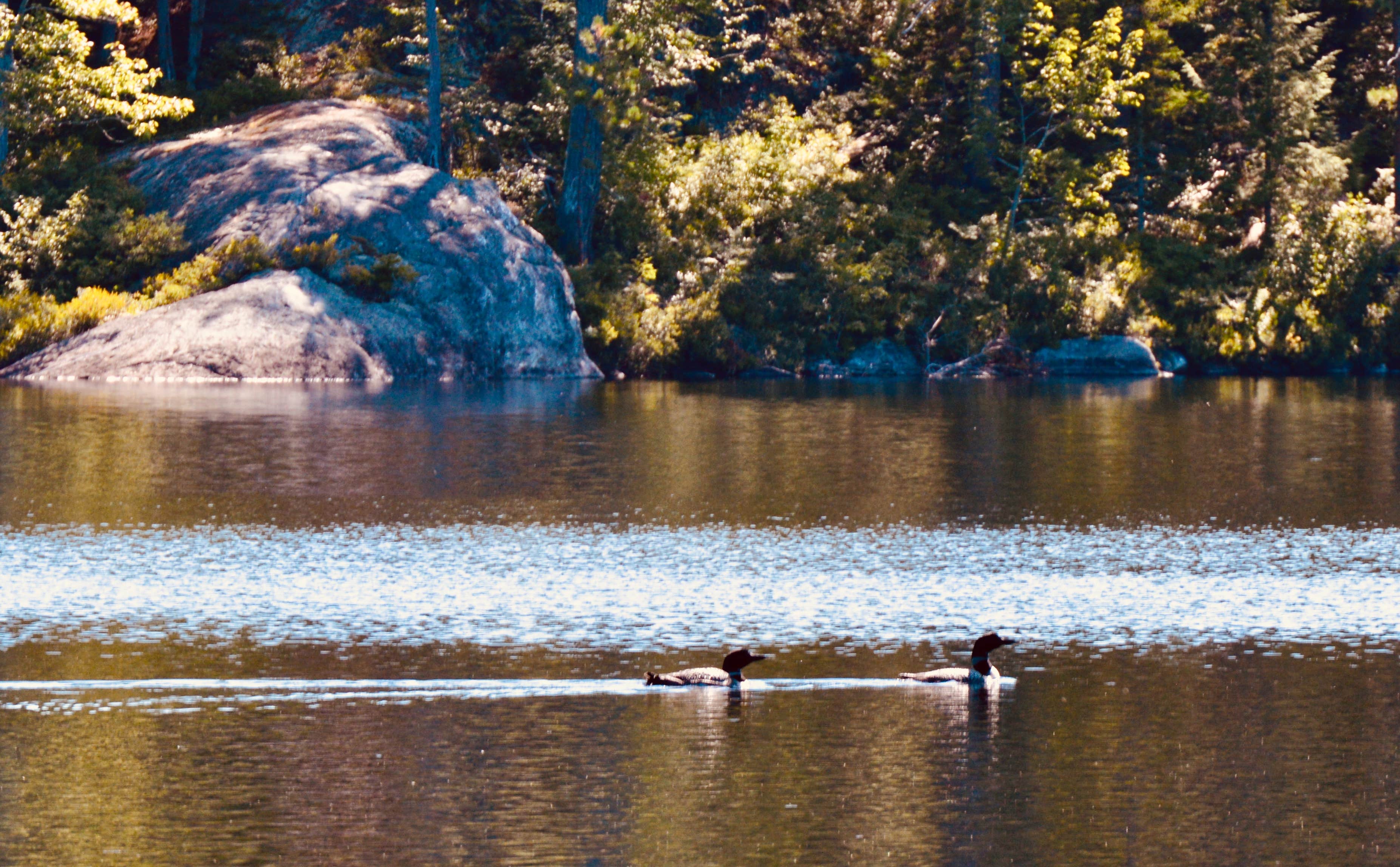 Camper-submitted photo at The Loon's Nest near Byron, ME