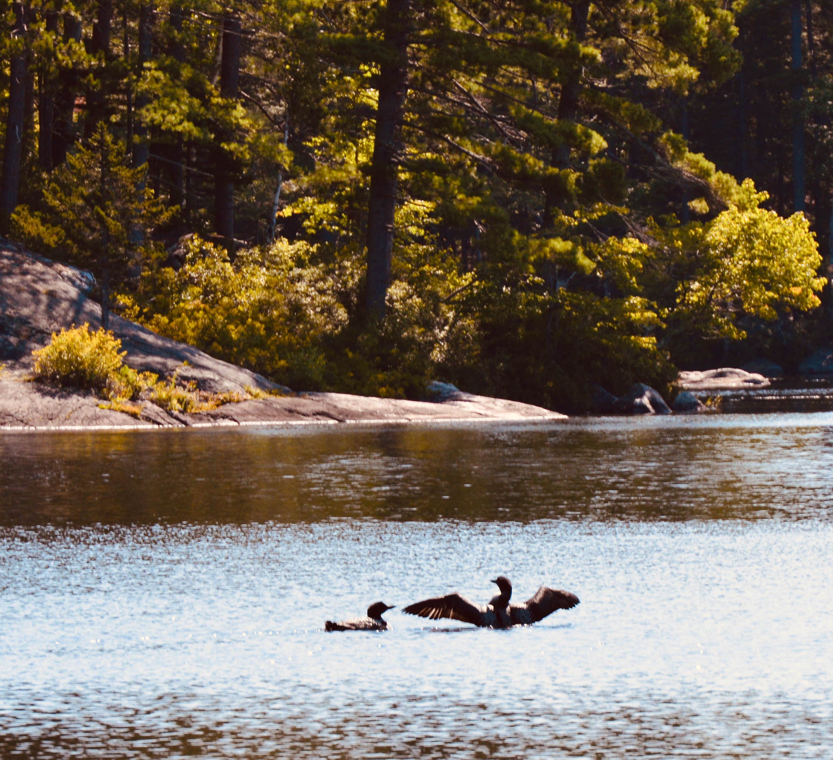 Camper-submitted photo at The Loon's Nest near Sumner, ME