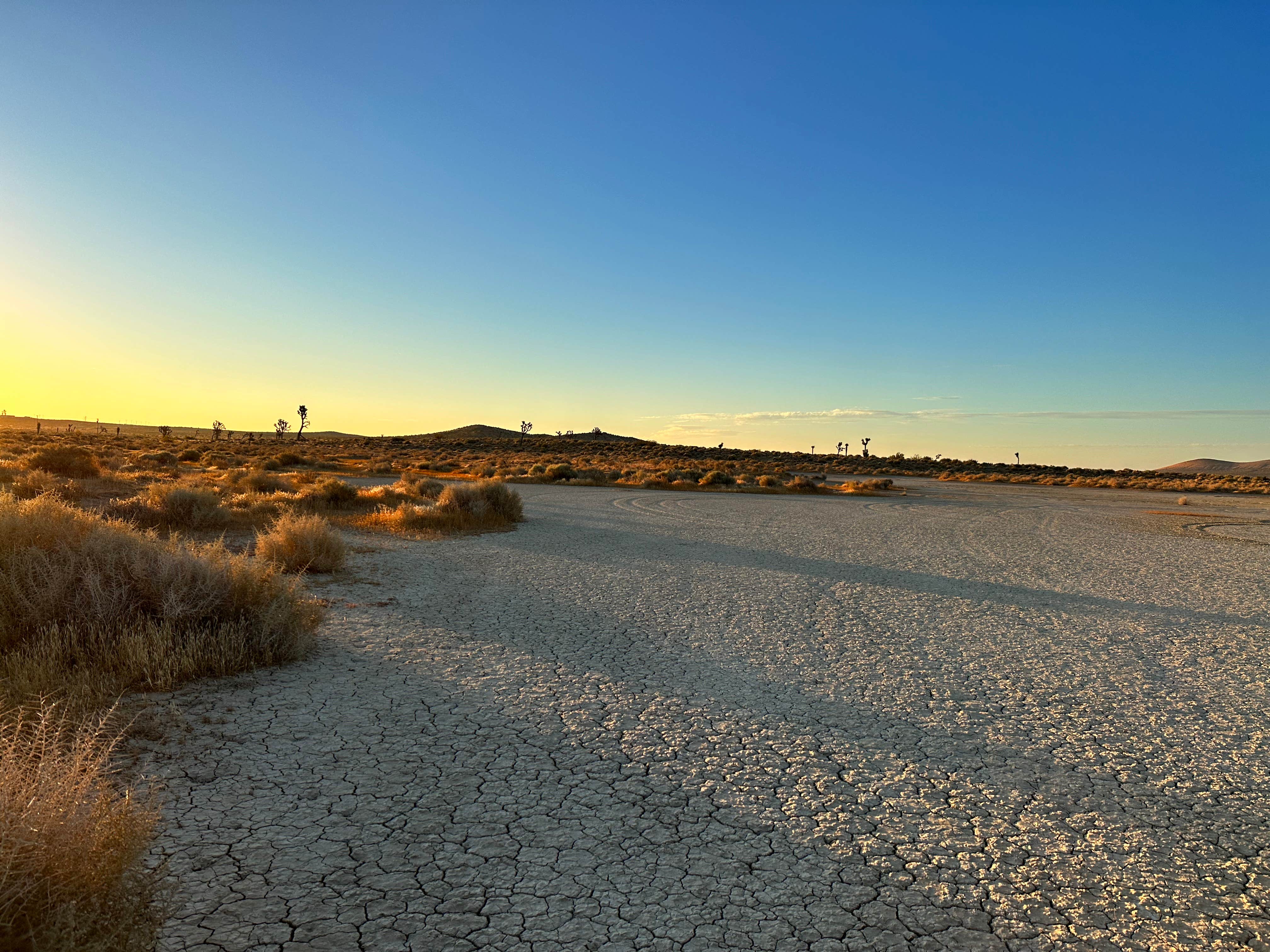 Camper submitted image from East Mojave Camp - 3