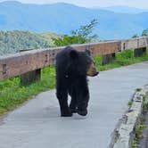 Review photo of Mount Mitchell State Park Campground by Katrin M., August 14, 2023