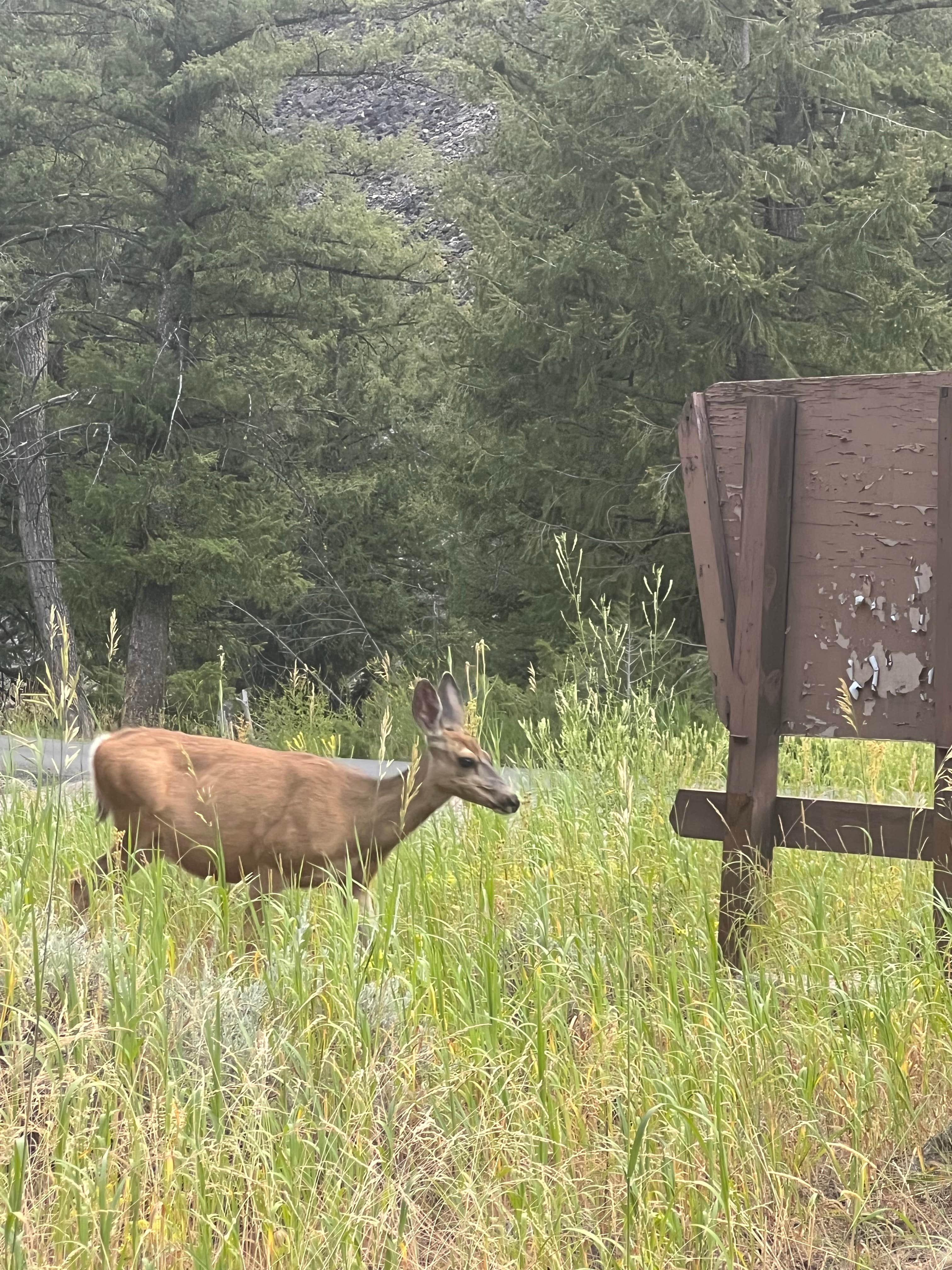 Camper-submitted photo at Flat Rock Campground near May, ID