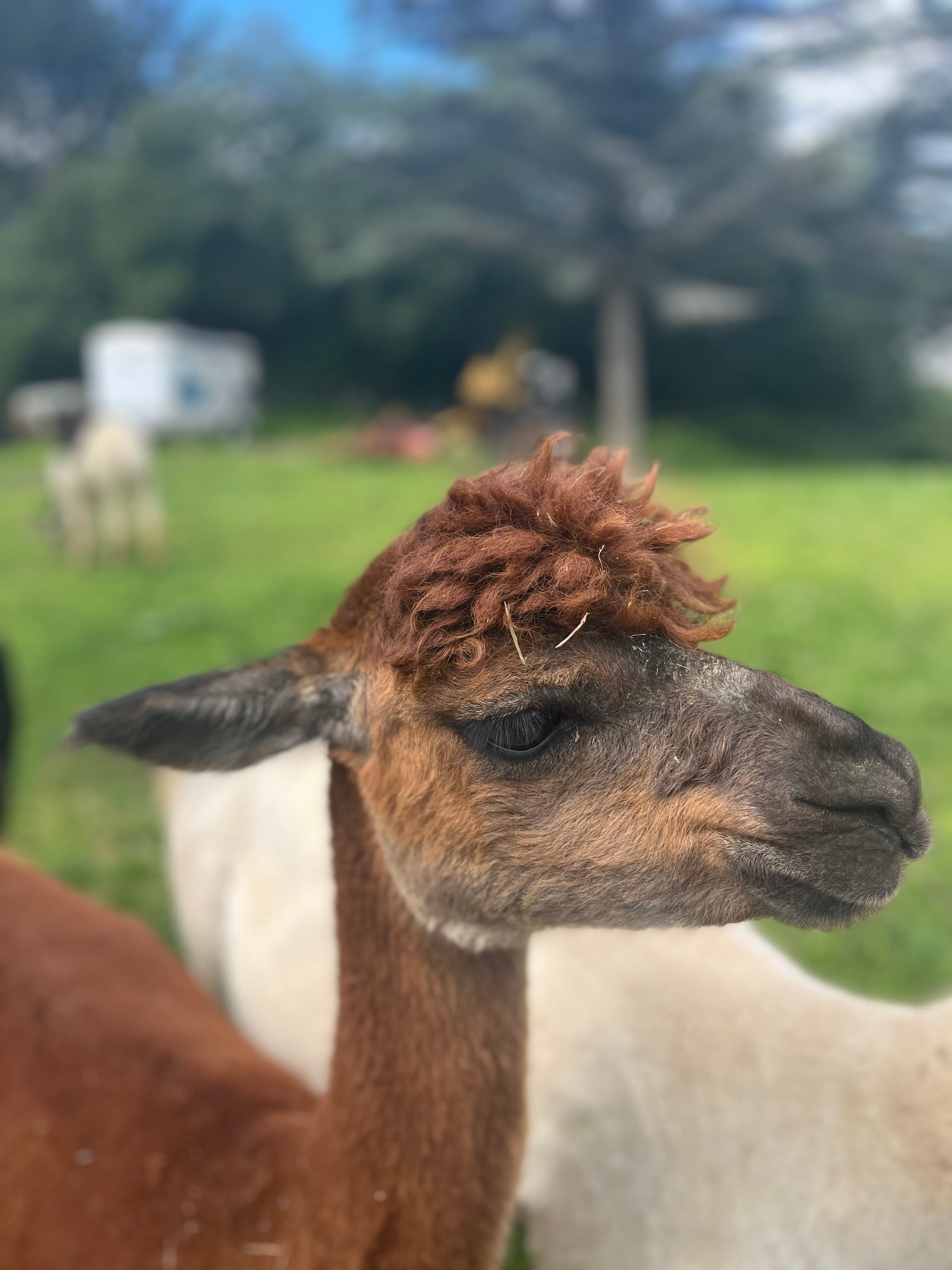 Camper submitted image from Kellogg's Alpacas - 3