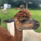 Review photo of Kellogg's Alpacas by Amymarie , August 14, 2023