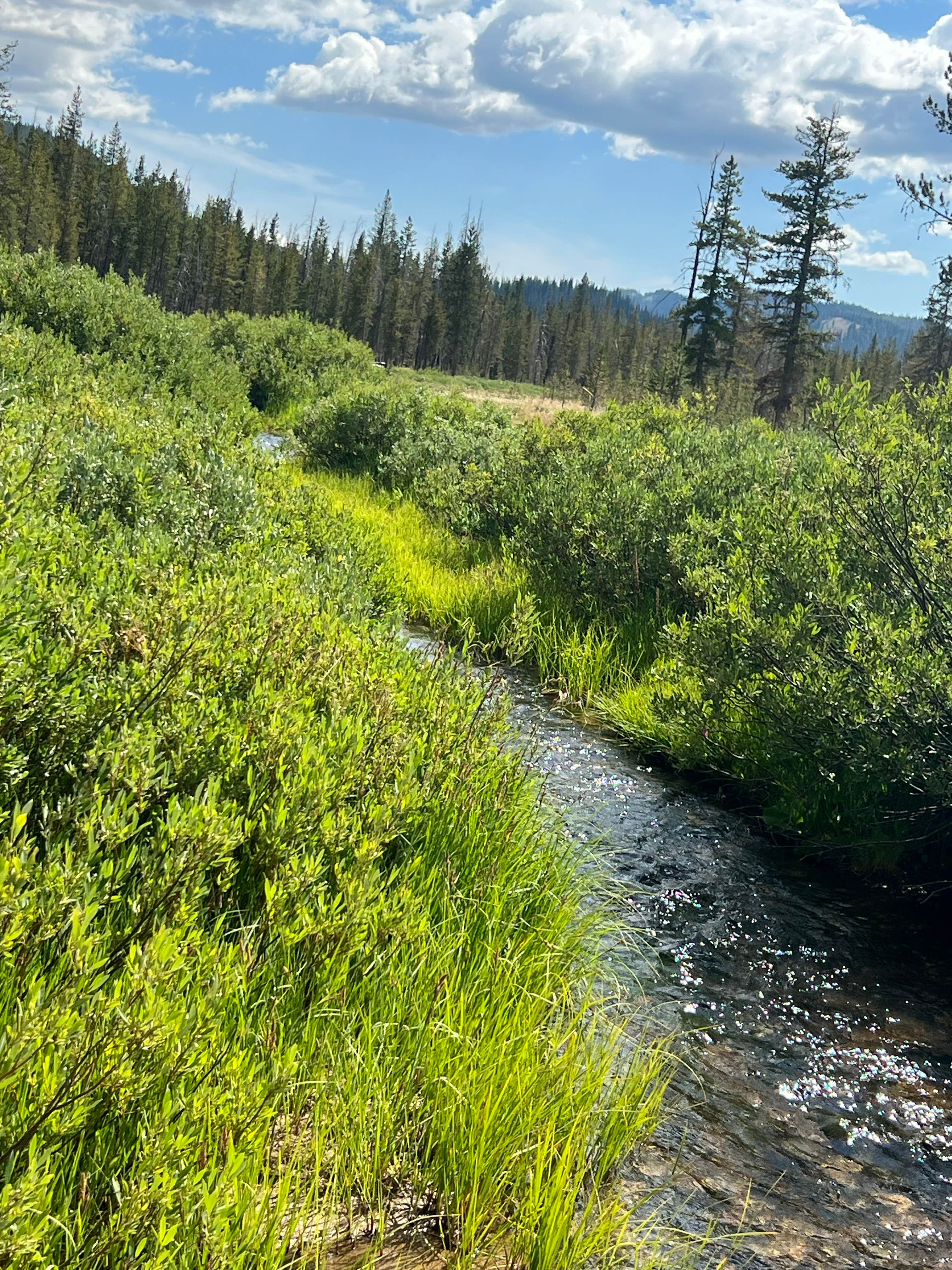 Camper-submitted photo at Bench Creek Campground near Stanley, ID