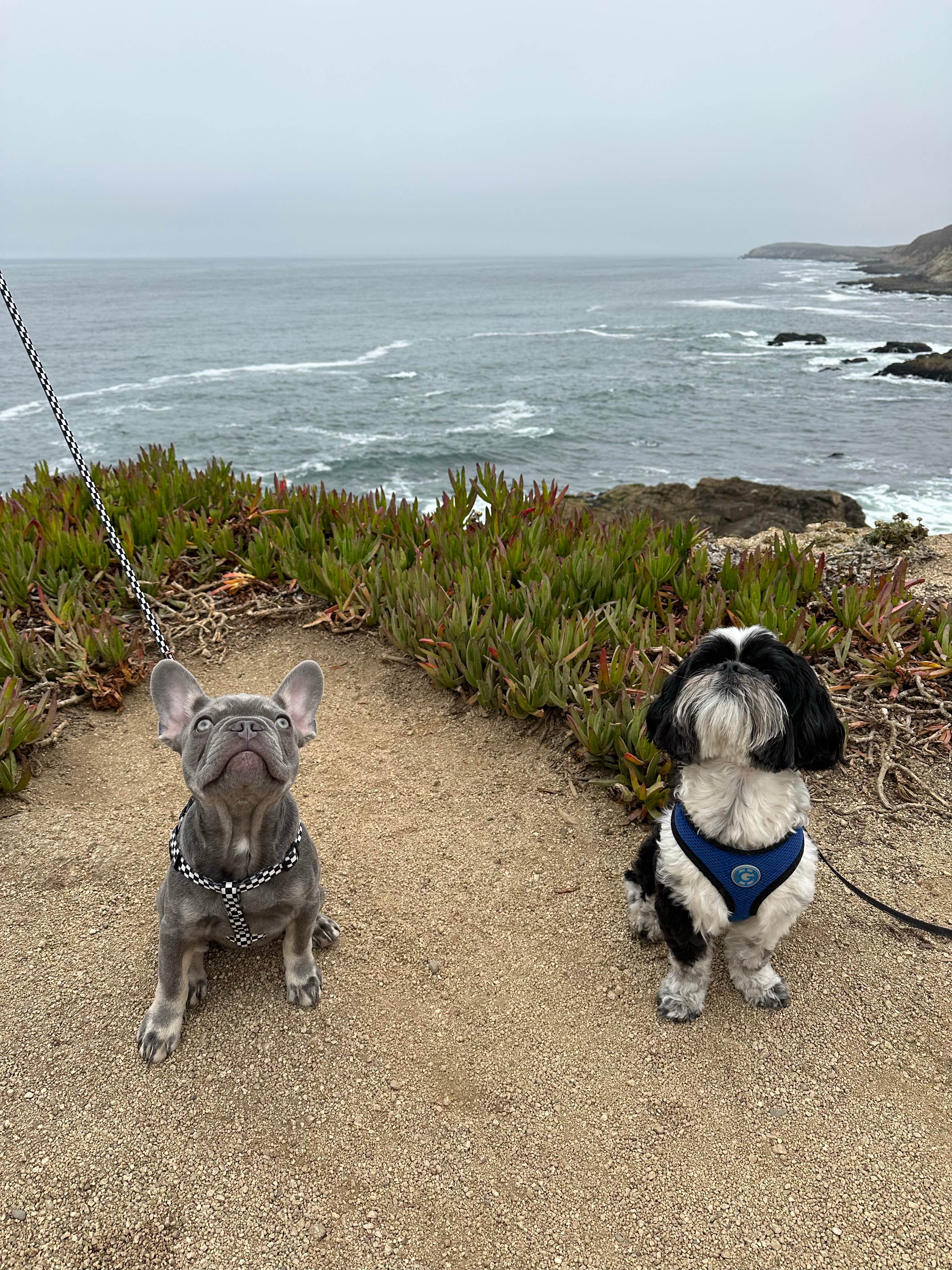 Travis C.'s photo of camping with pets at Wright's Beach Campground — Sonoma Coast State Park near Bodega Bay, CA