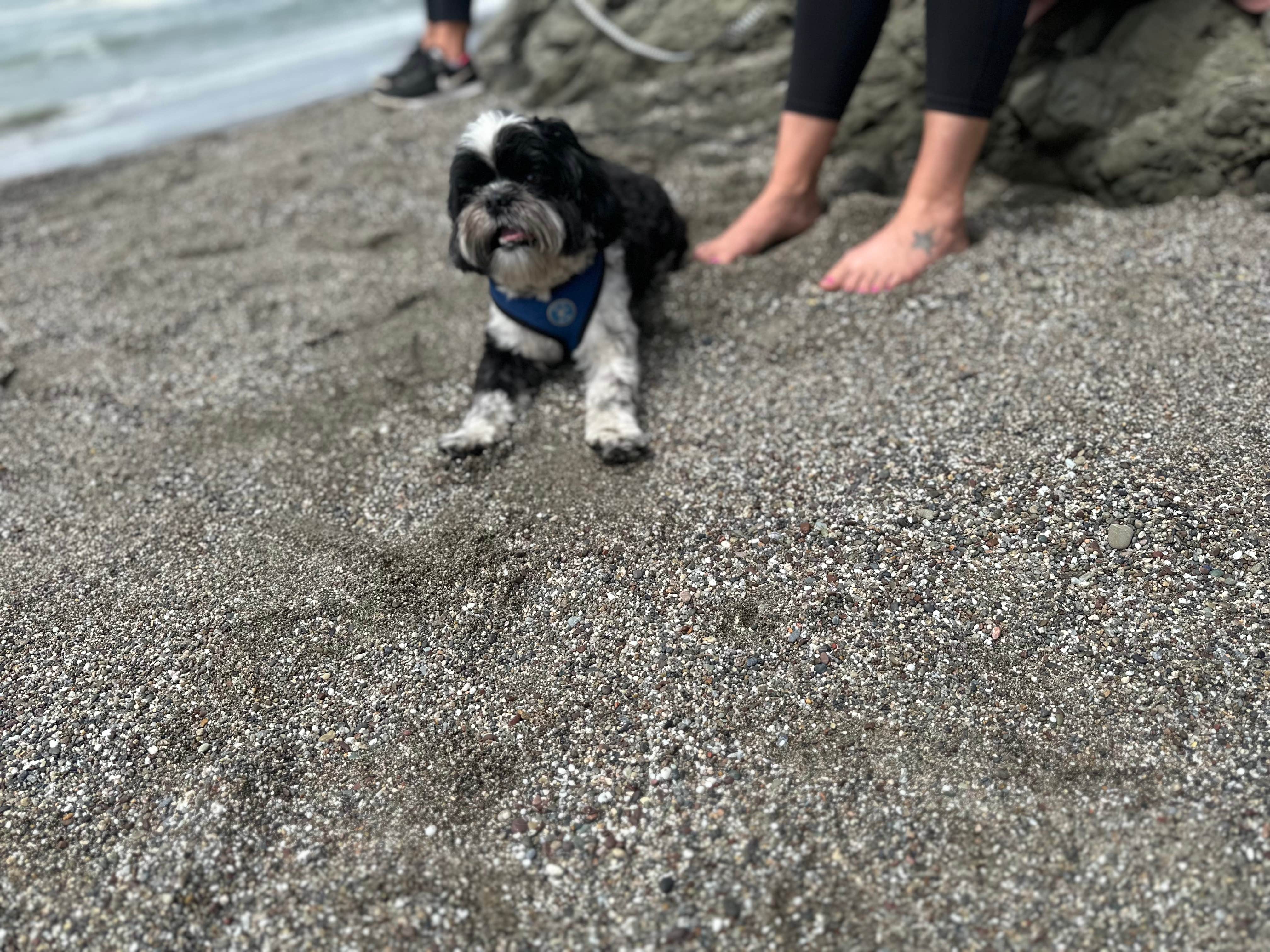 Travis C.'s photo of camping with pets at Wright's Beach Campground — Sonoma Coast State Park near Occidental, CA
