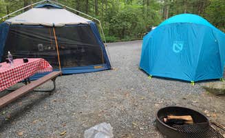 Tim S.'s photo at Erving State Forest Campground near Northfield, MA