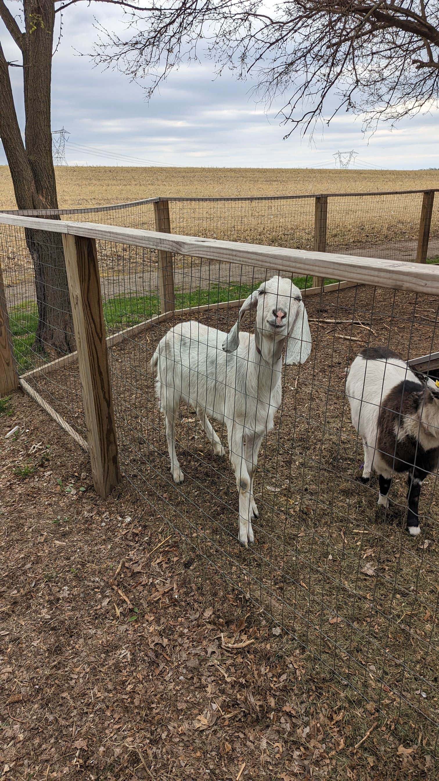 Camper-submitted photo at Last Resort Campground near La Porte, IN