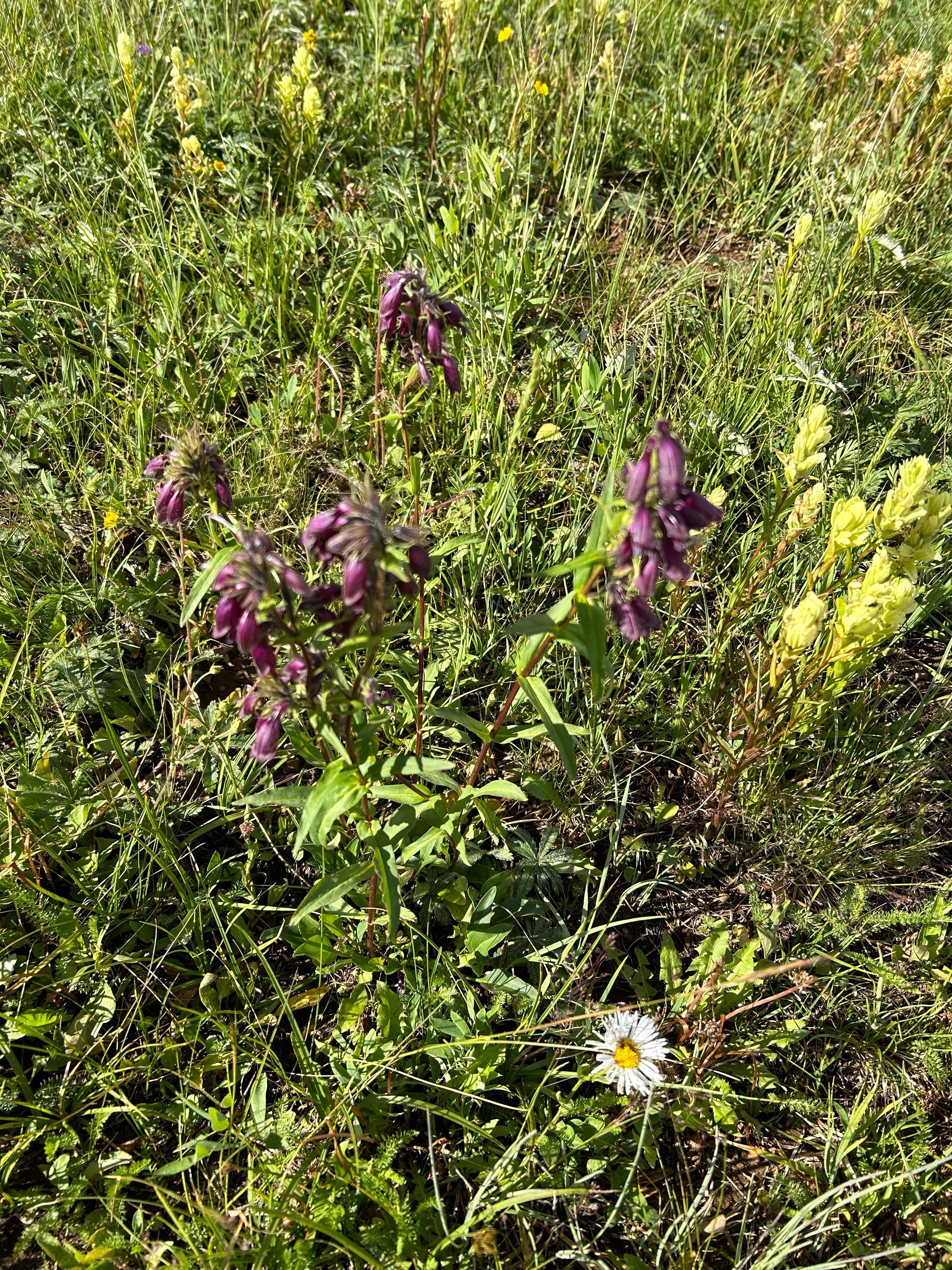 Camper-submitted photo at SE Flat Tops Area near Parachute, CO