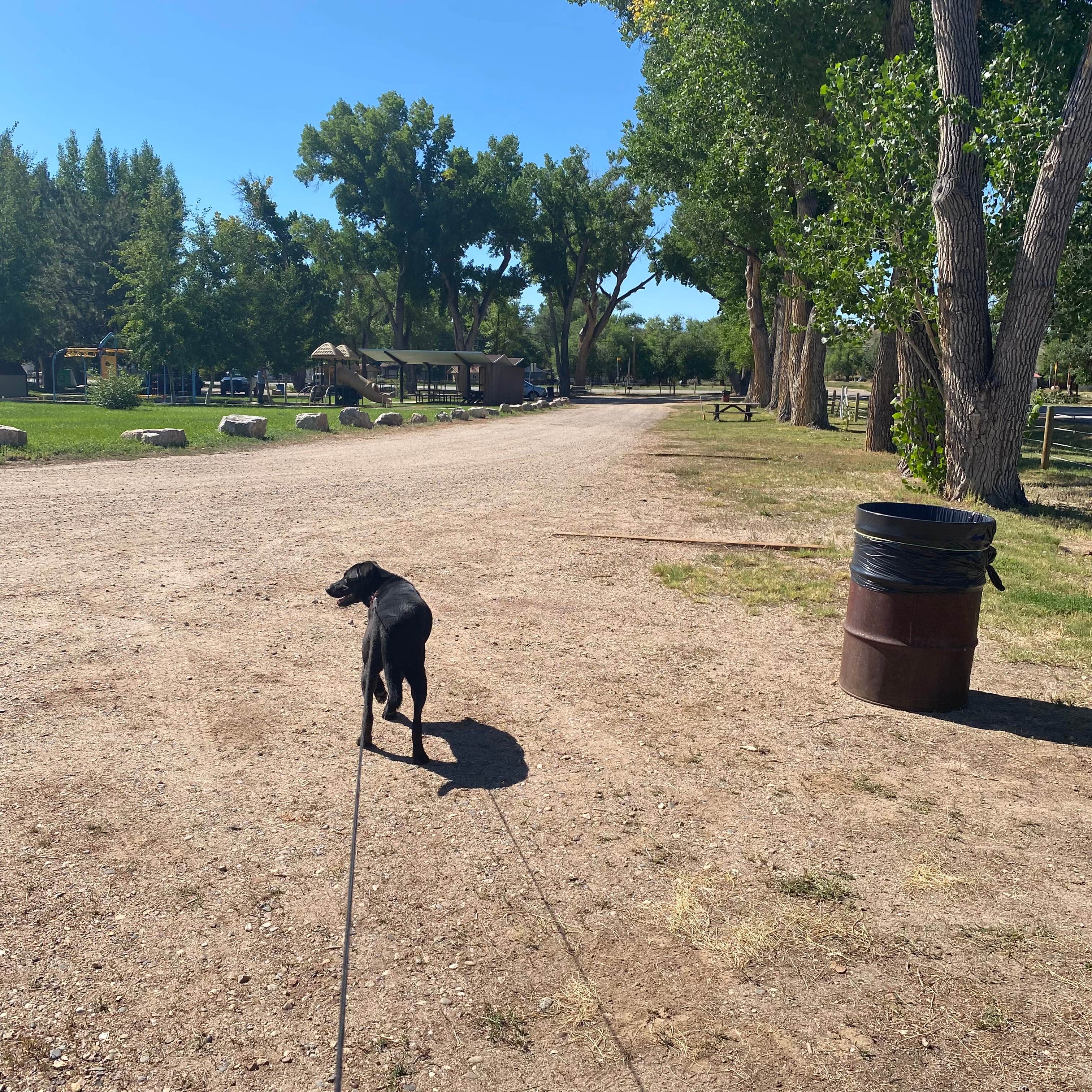 Kim R.'s photo of camping with pets at Maybell Park near Maybell, CO