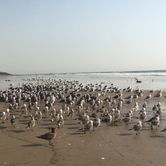 Review photo of Santa Cruz Campground — Carpinteria State Beach by Amanda M., October 24, 2018