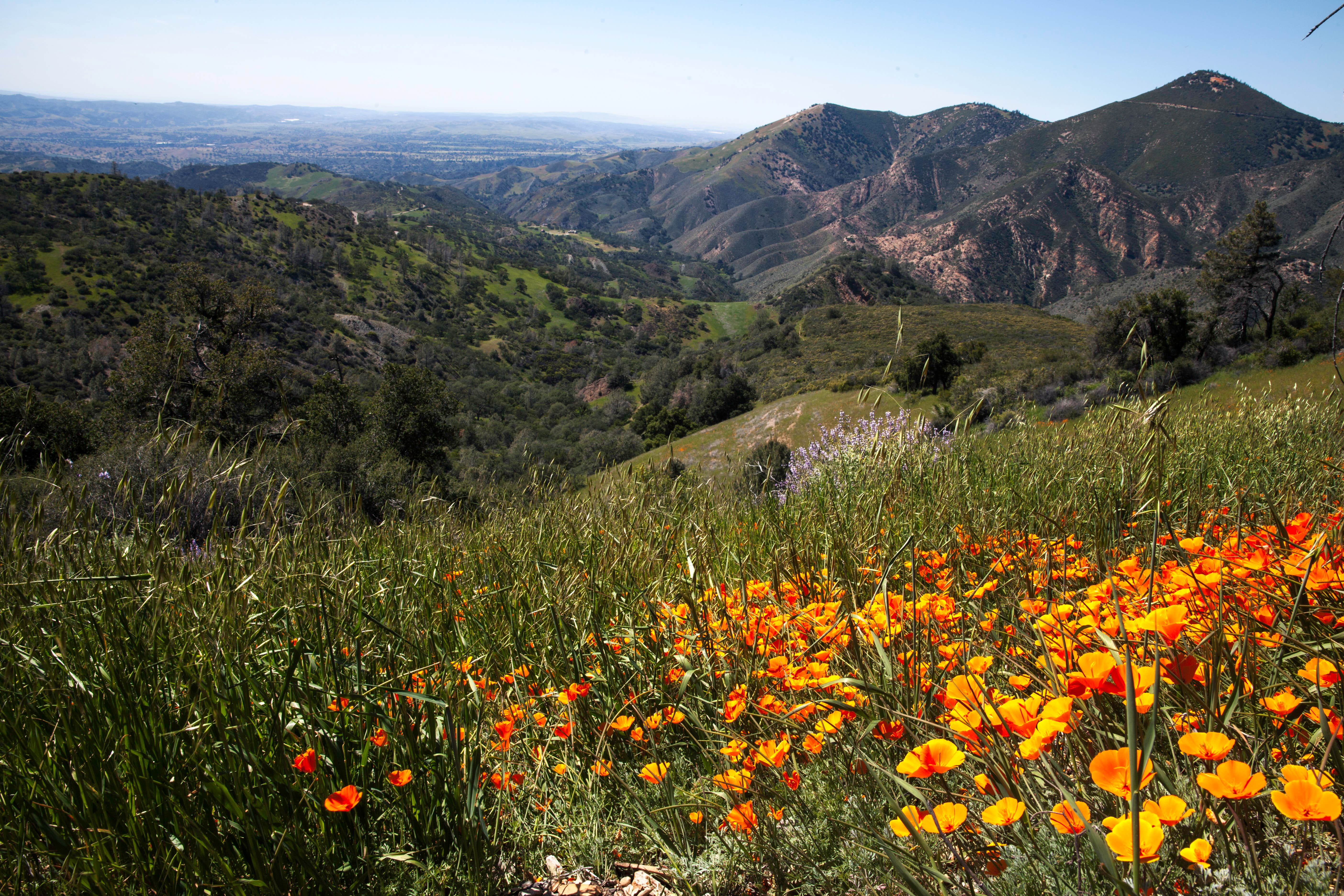 Camper-submitted photo at Mt. Figueroa Campground near New Cuyama, CA