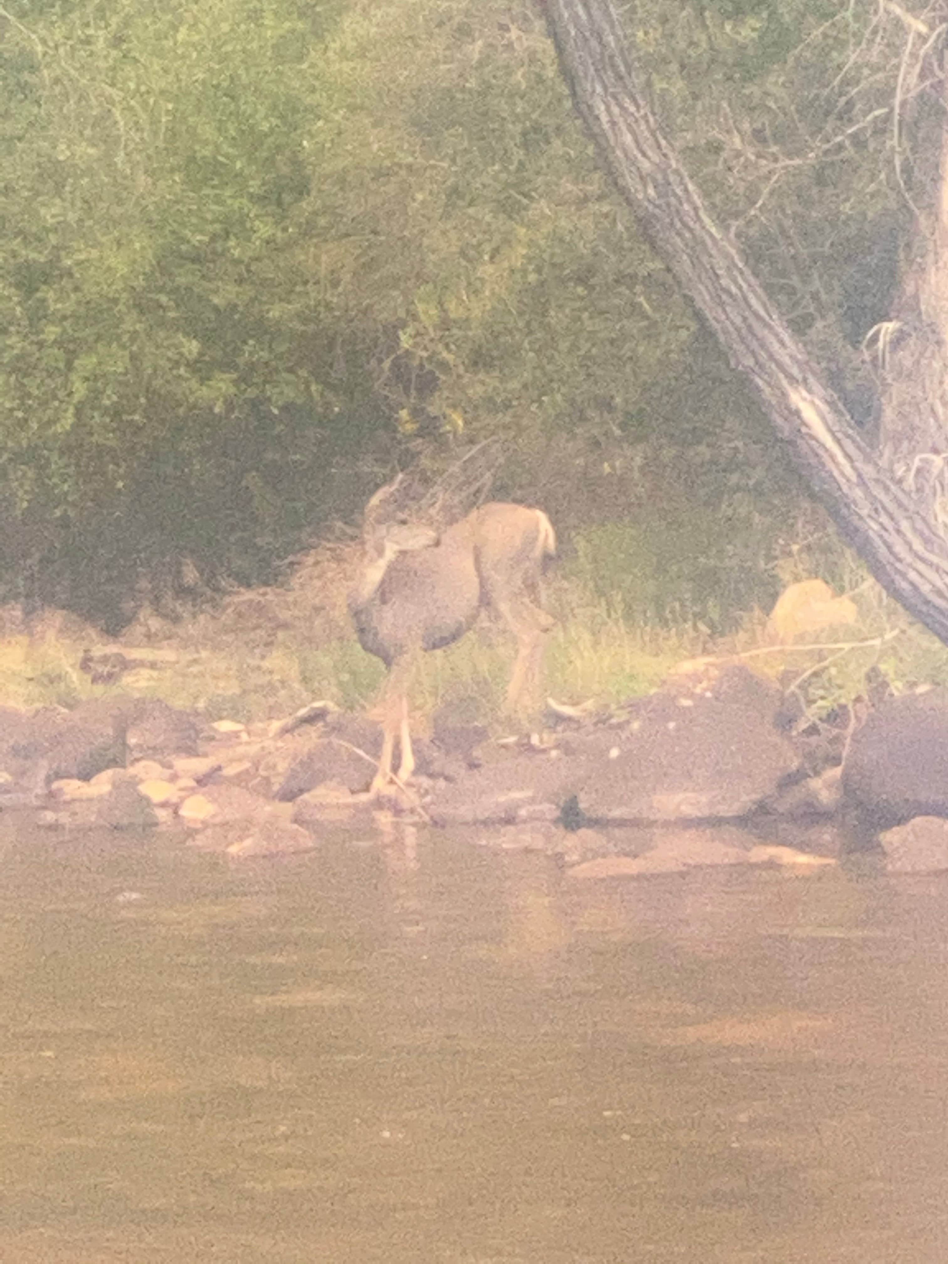 shawn L.'s photo of camping with a horse at Laramie River Road Dispersed near Fort Collins, CO
