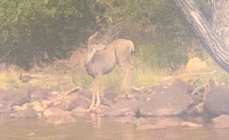 shawn L.'s photo of camping with a horse at Laramie River Road Dispersed near Laramie, WY