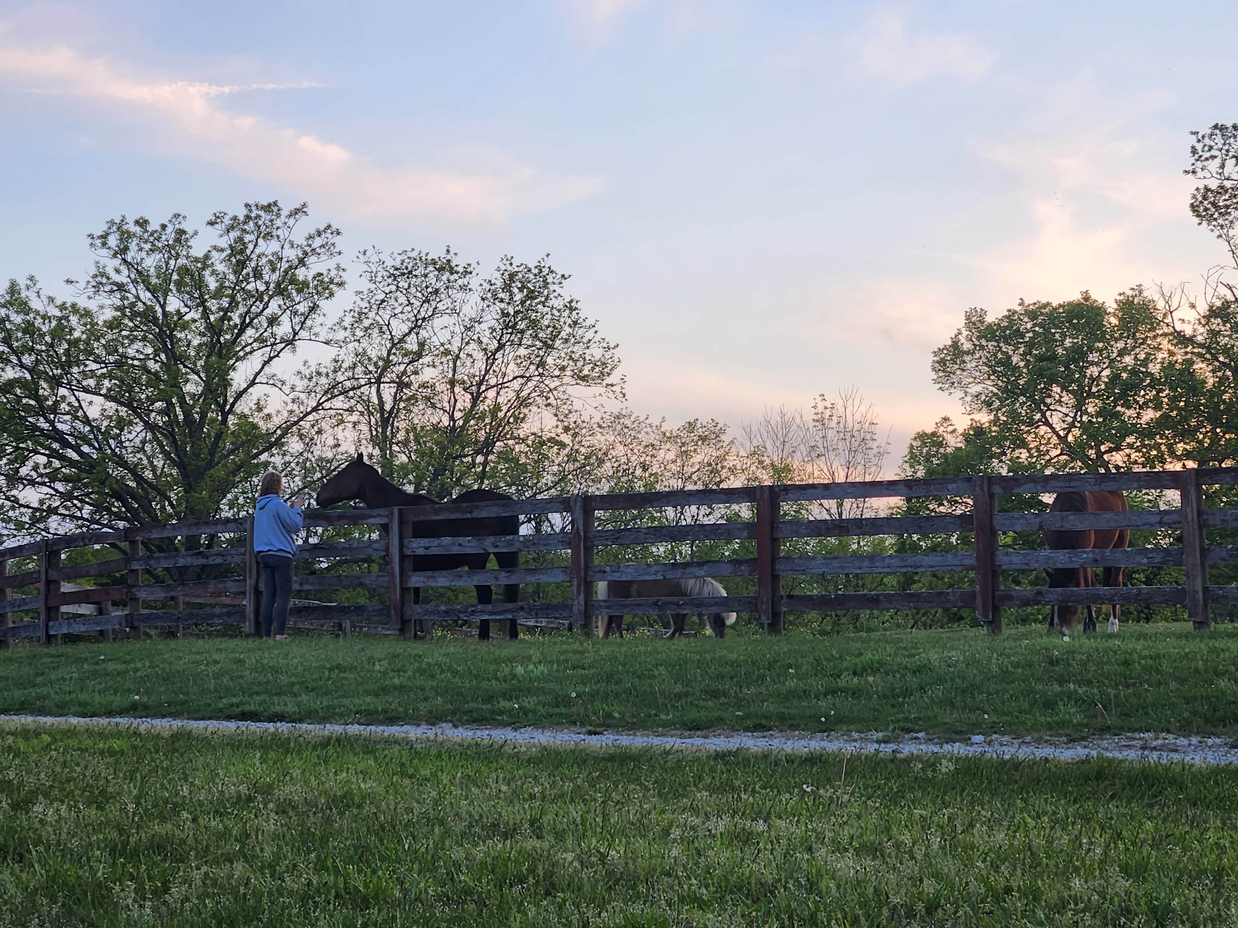 Camper submitted image from Queenslake Horse Farm - 3