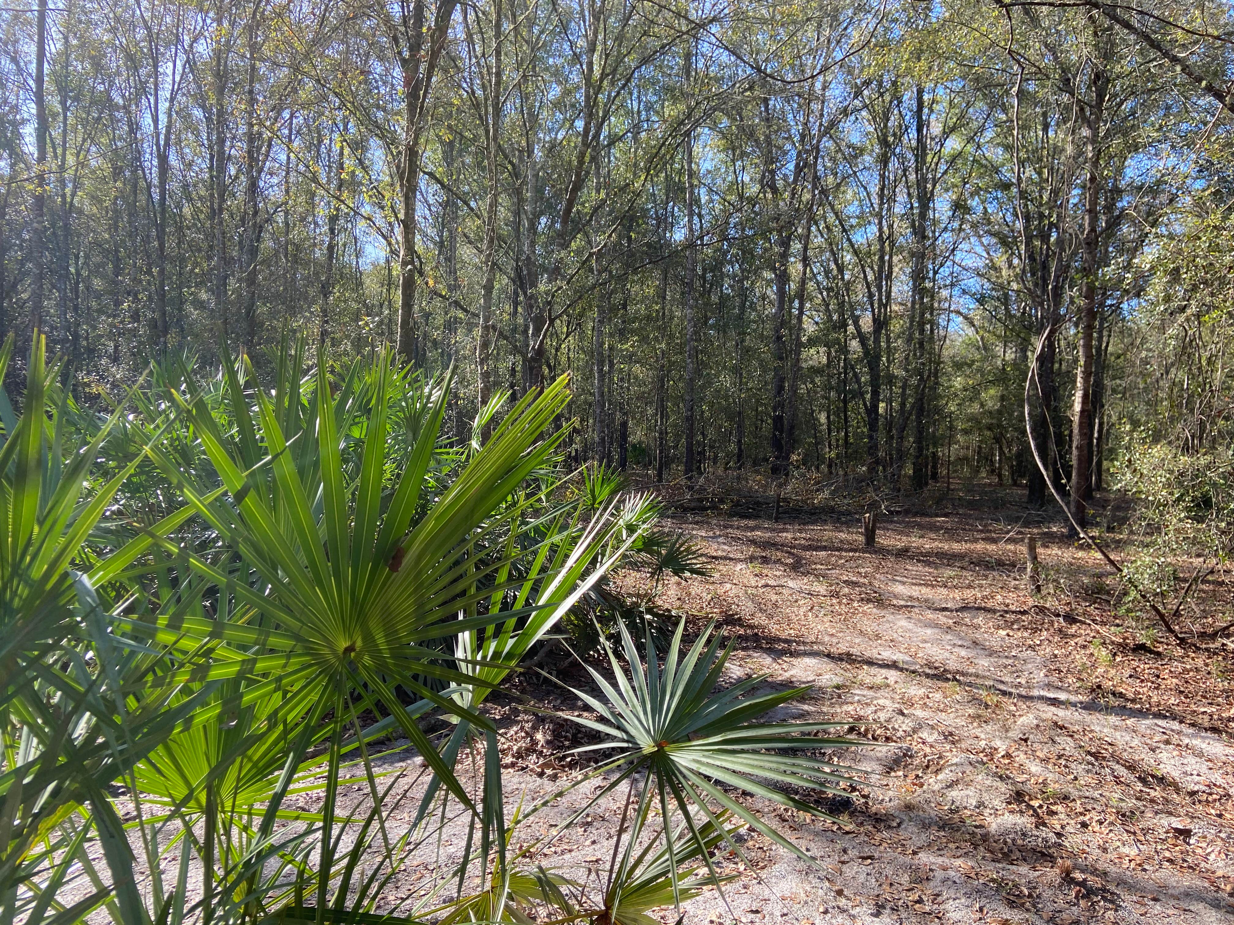 Camping near Lake City Campground: The Idea Farm, Agritourism Destination, White Springs, Florida