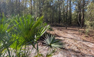 Camping near Spirit of the Suwannee Music Park & Campground: The Idea Farm, Agritourism Destination, White Springs, Florida