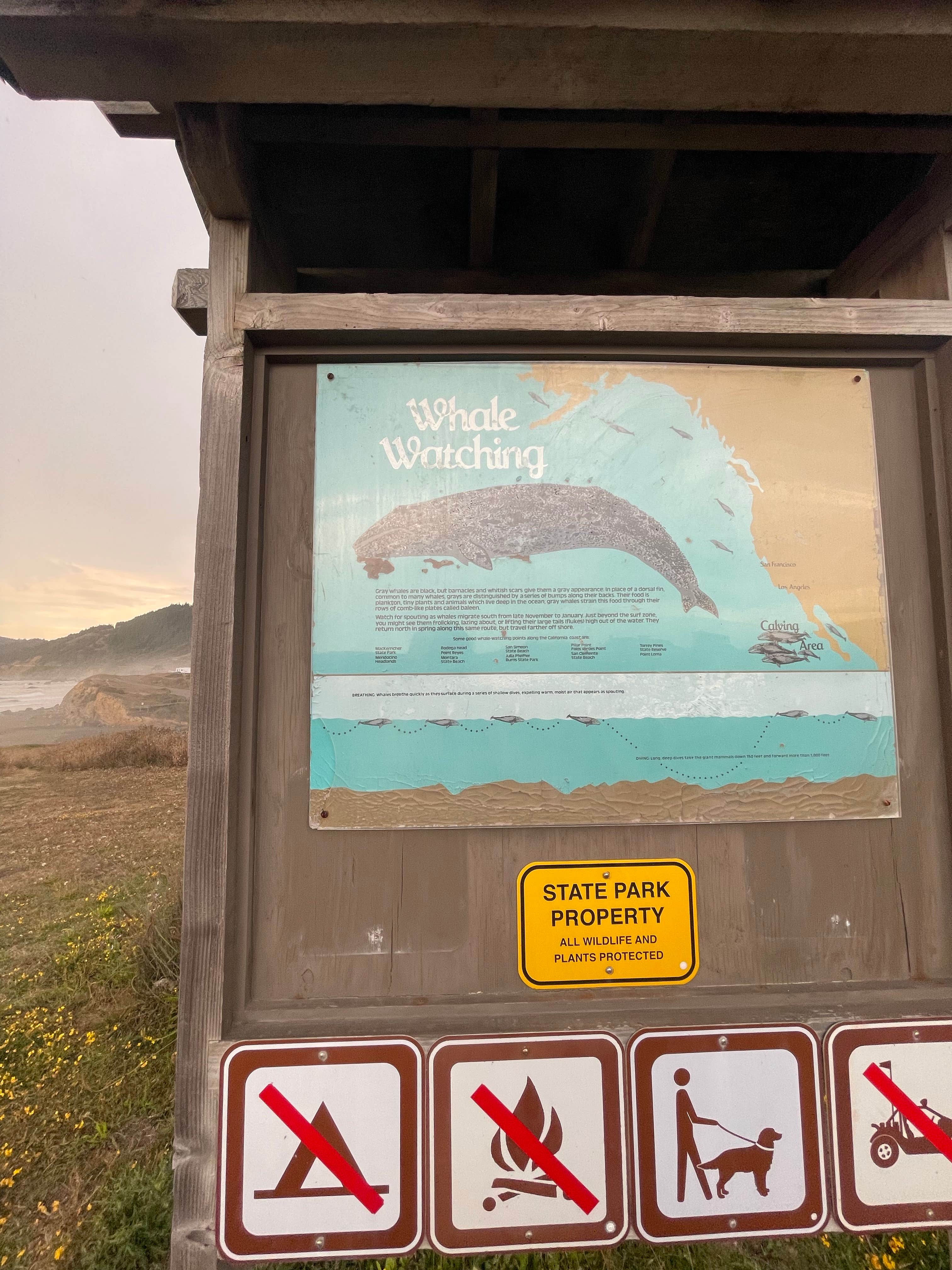 Audrey H.'s photo of camping with pets at Westport Union Landing State Beach — Westport-Union Landing State Beach near Caspar, CA