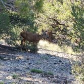 Review photo of Joes Valley Campground by Steven M., June 27, 2022