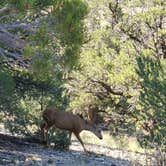 Review photo of Joes Valley Campground by Steven M., June 27, 2022