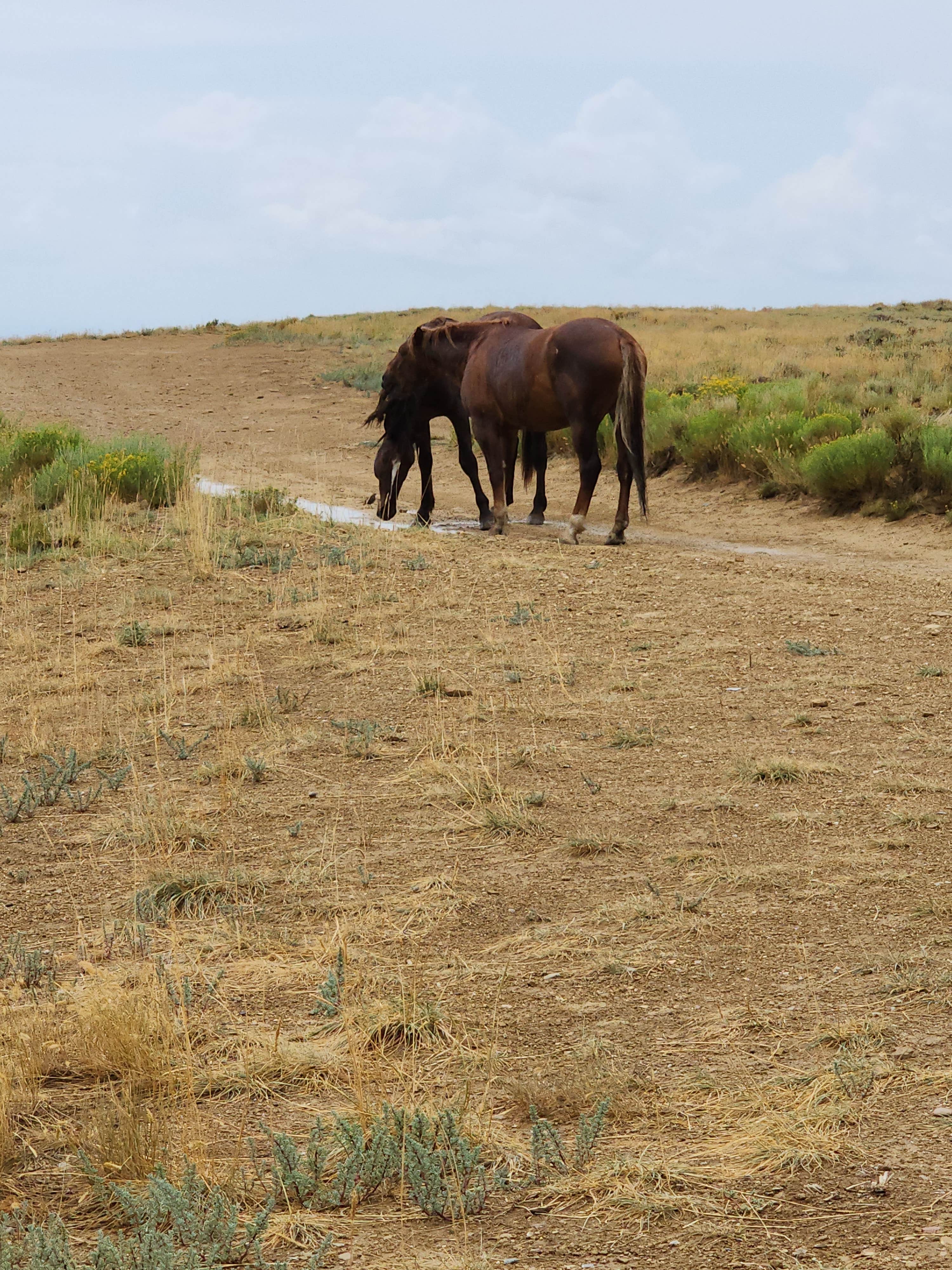 Camper submitted image from Green River Flaming Gorge Dispersed Site - 3